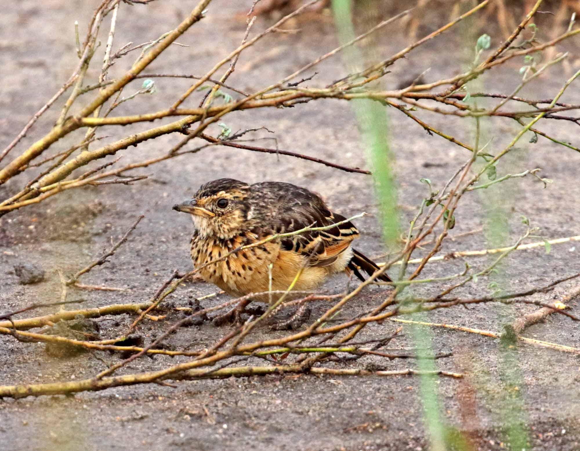 White-tailed Lark_0674.jpg
