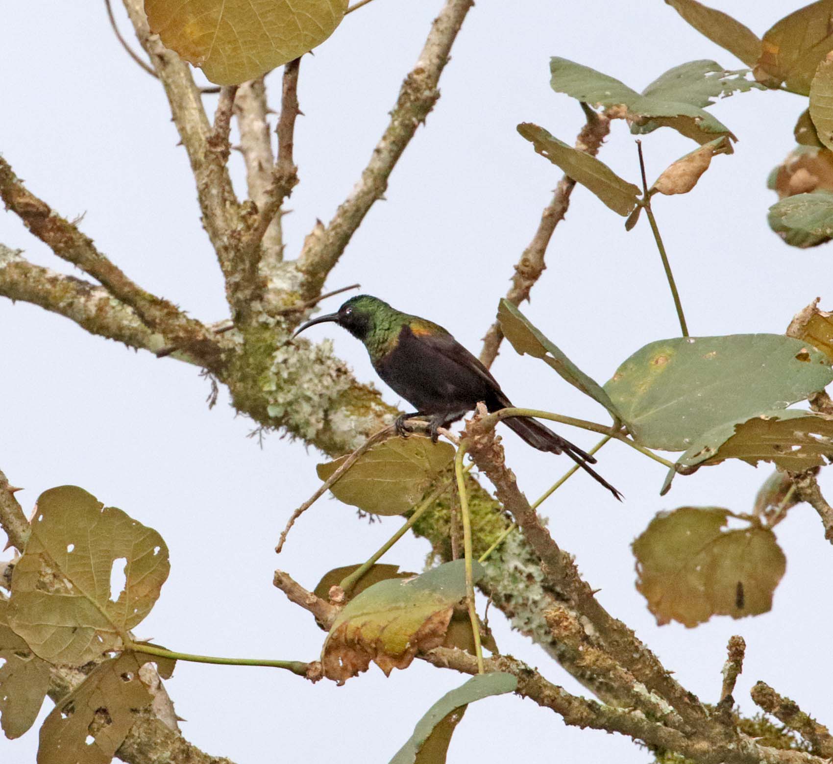 Bronze Sunbird - male_2950.jpg