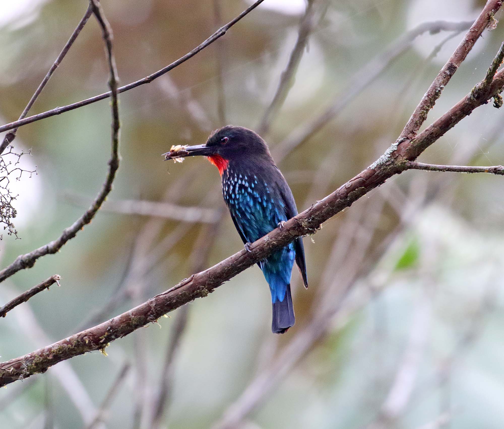 Black Bee-eater_3983.jpg