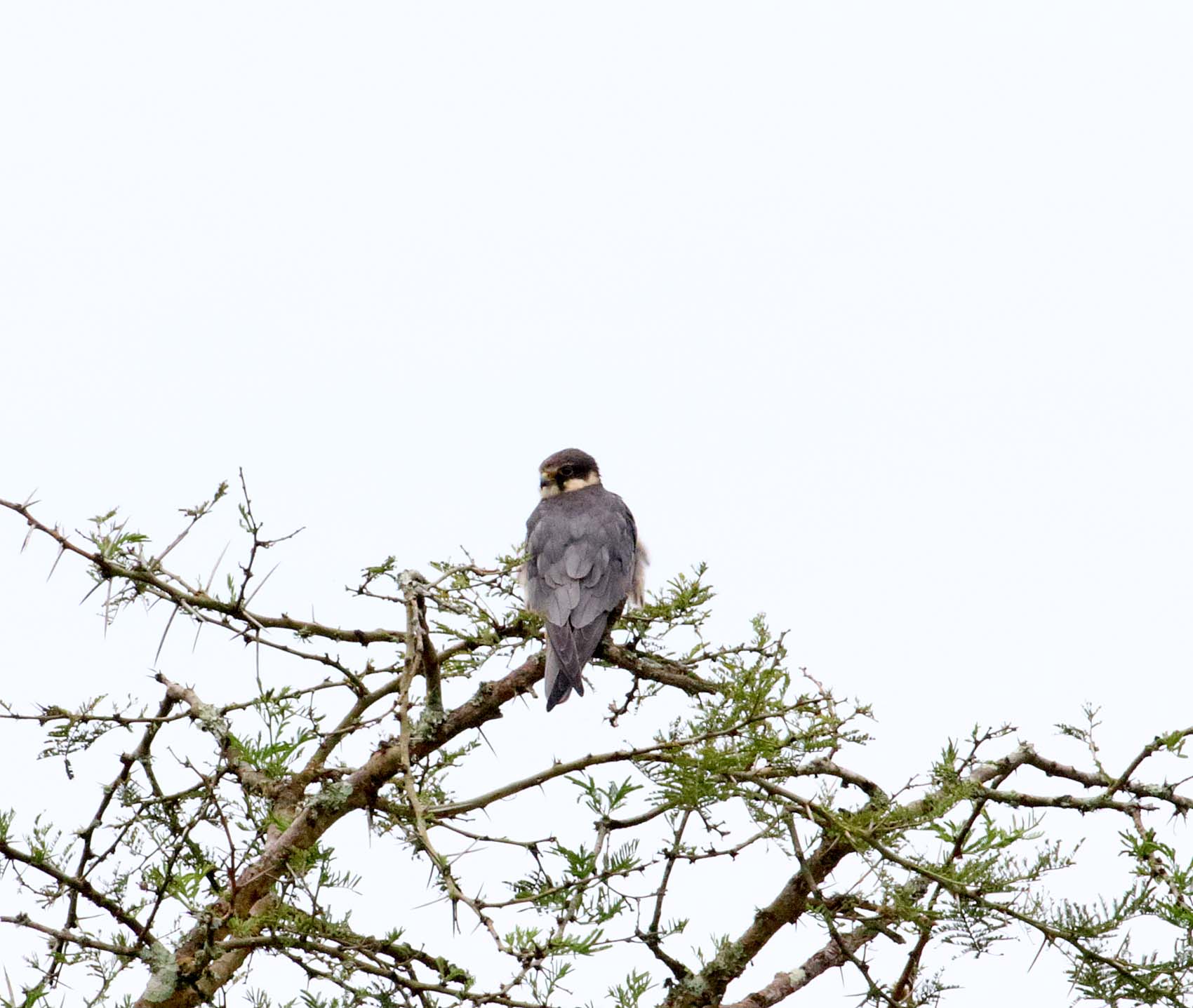 Peregrine Falcon_5013.jpg