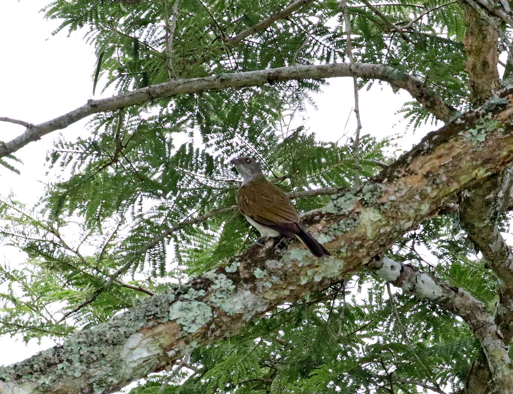 Scaly-throated Honeyguide_5104.jpg
