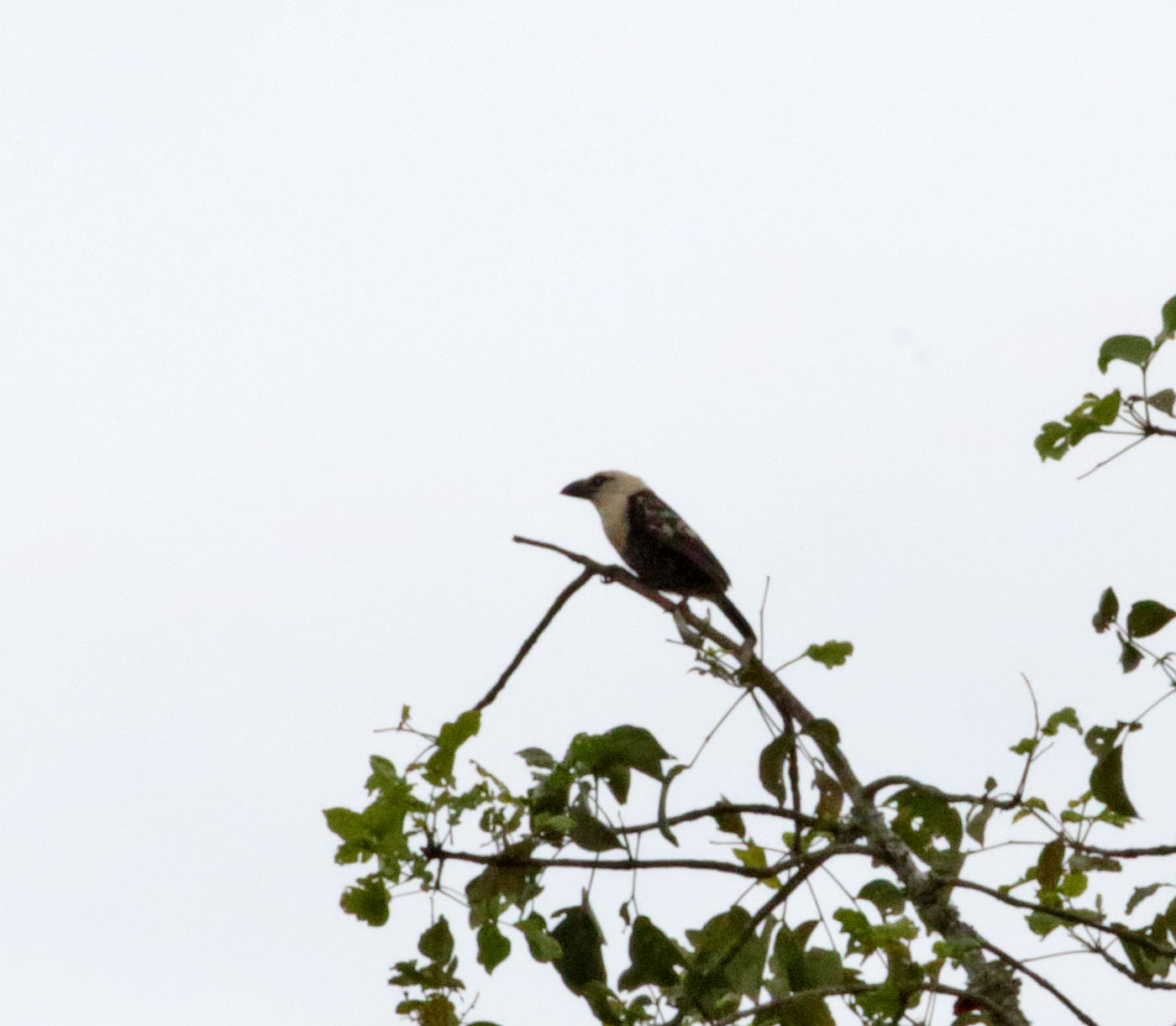 White-headed Barbet_5224.jpg