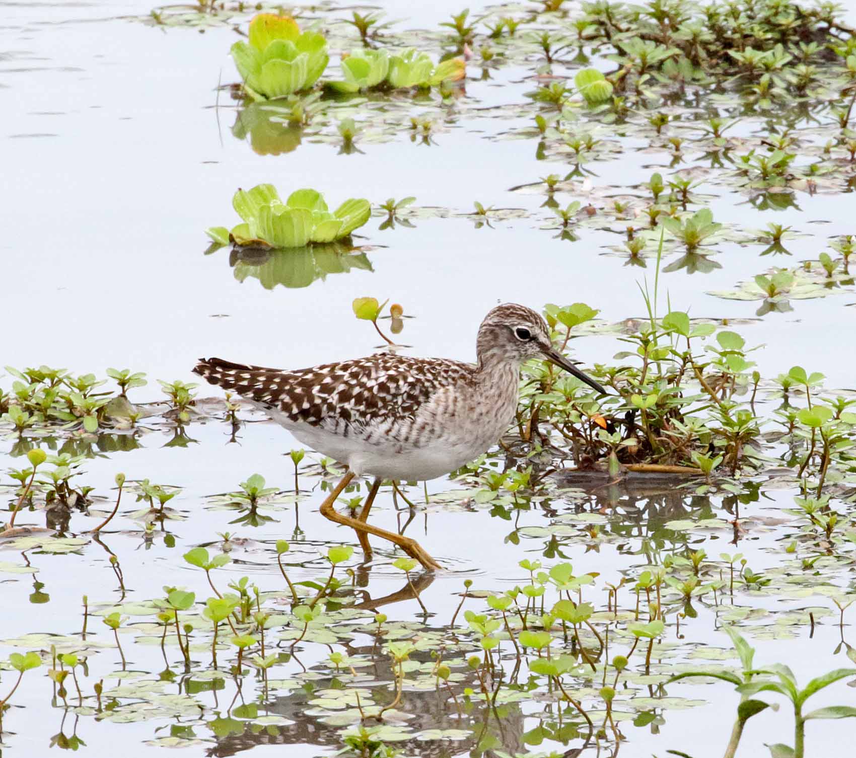 Wood Sandpiper_5139.jpg