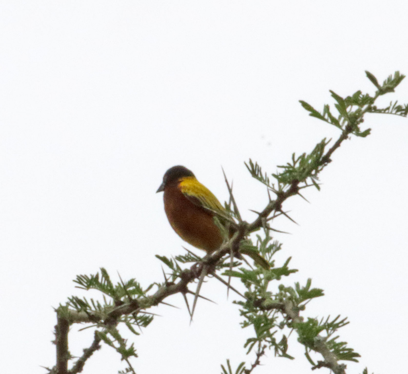 Golden-backed Weaver - male_5296.jpg