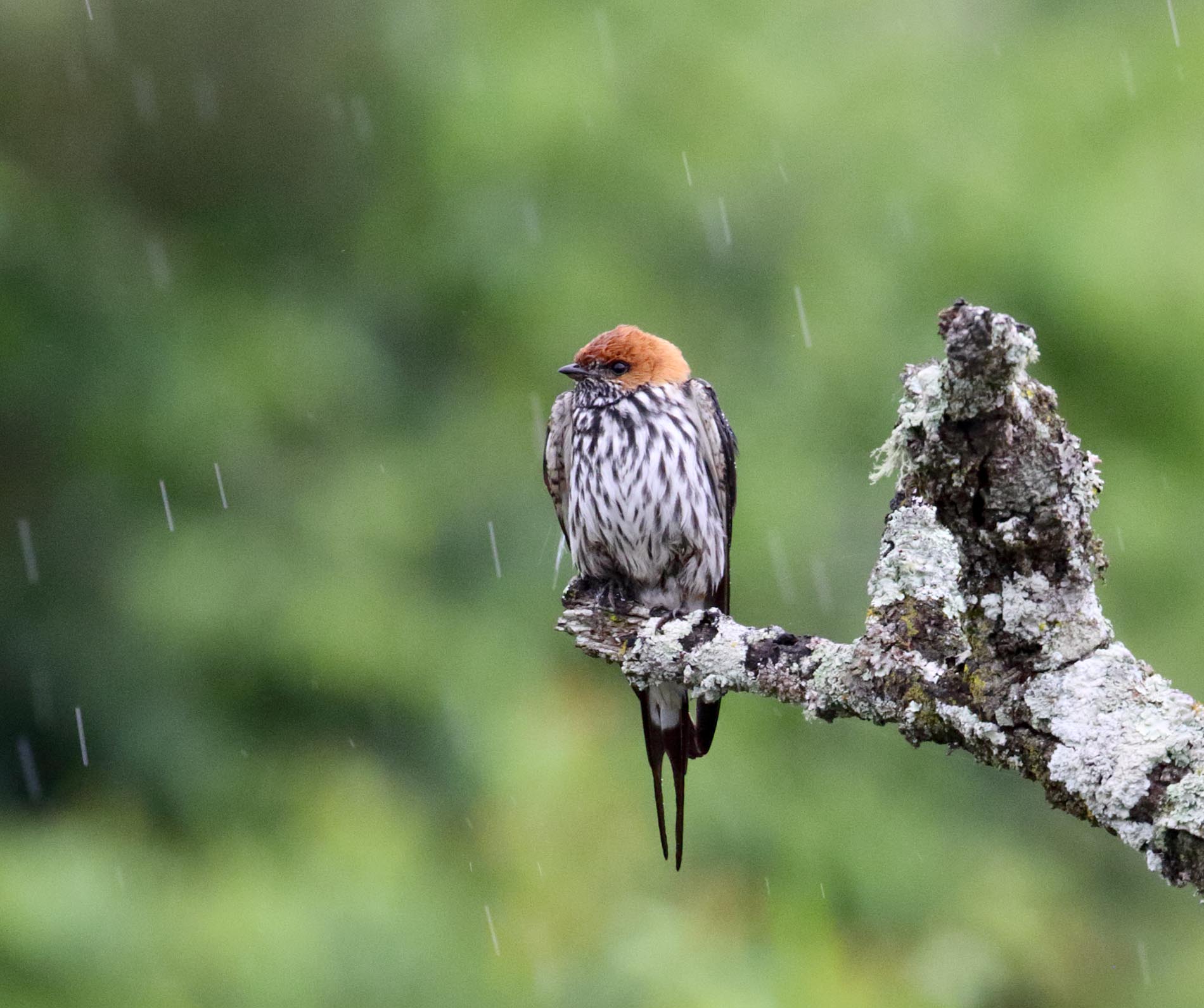 Lesser Striped Swallow_5399.jpg