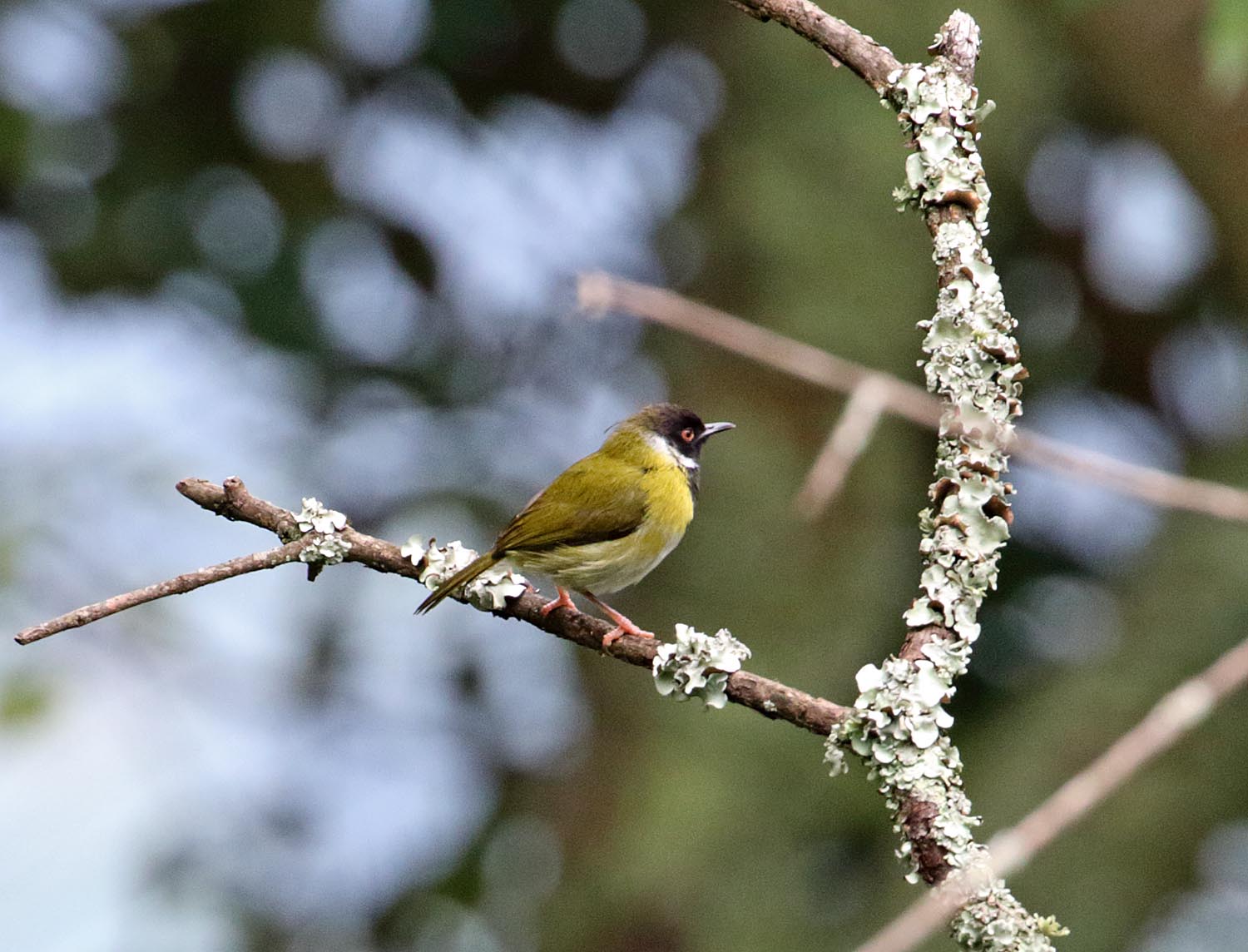 Mountain Masked Apalis_3205.jpg