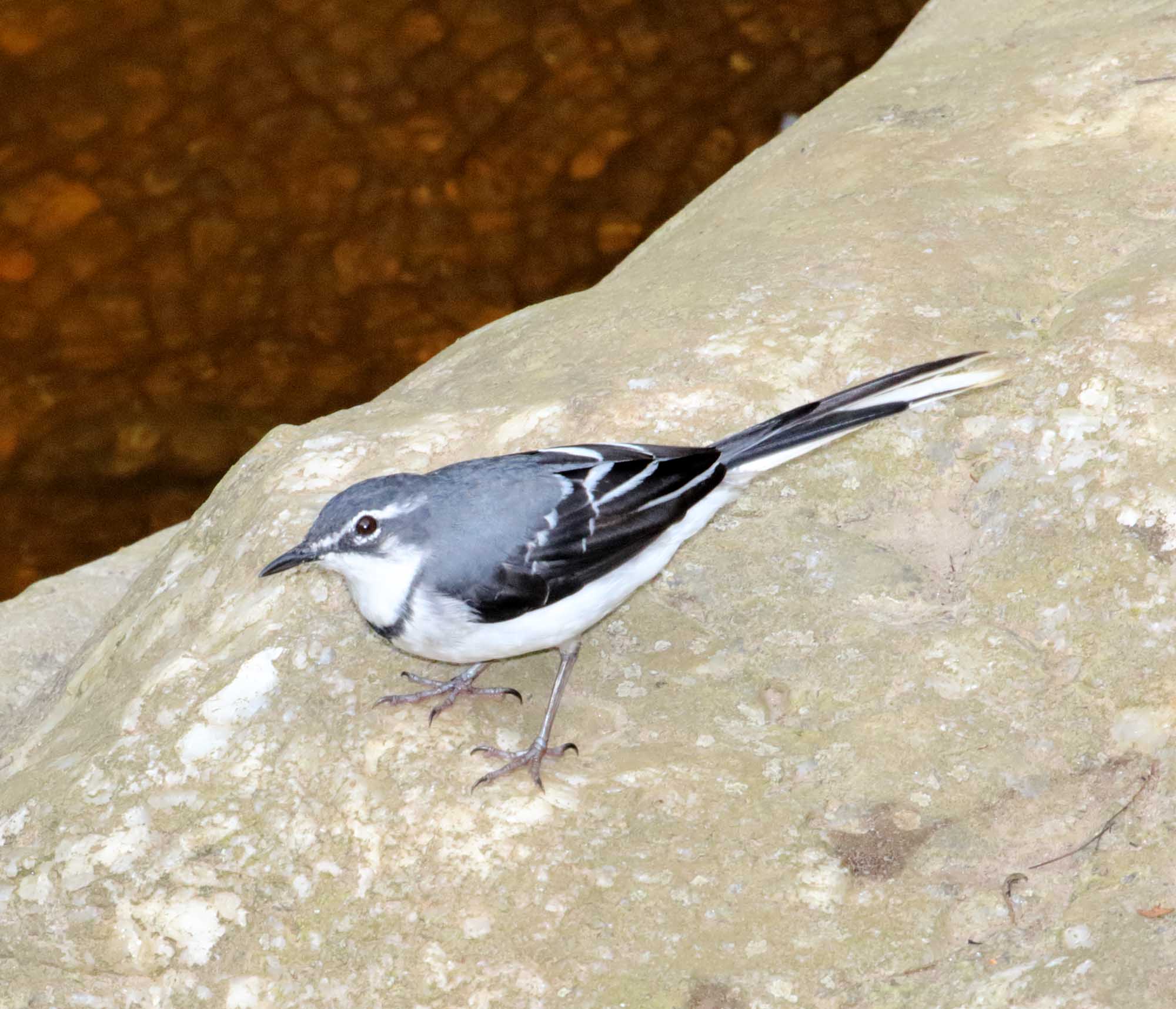 Mountain Wagtail_3907.jpg