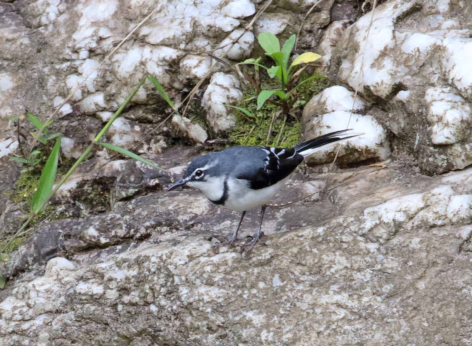 Mountain Wagtail_3918.jpg