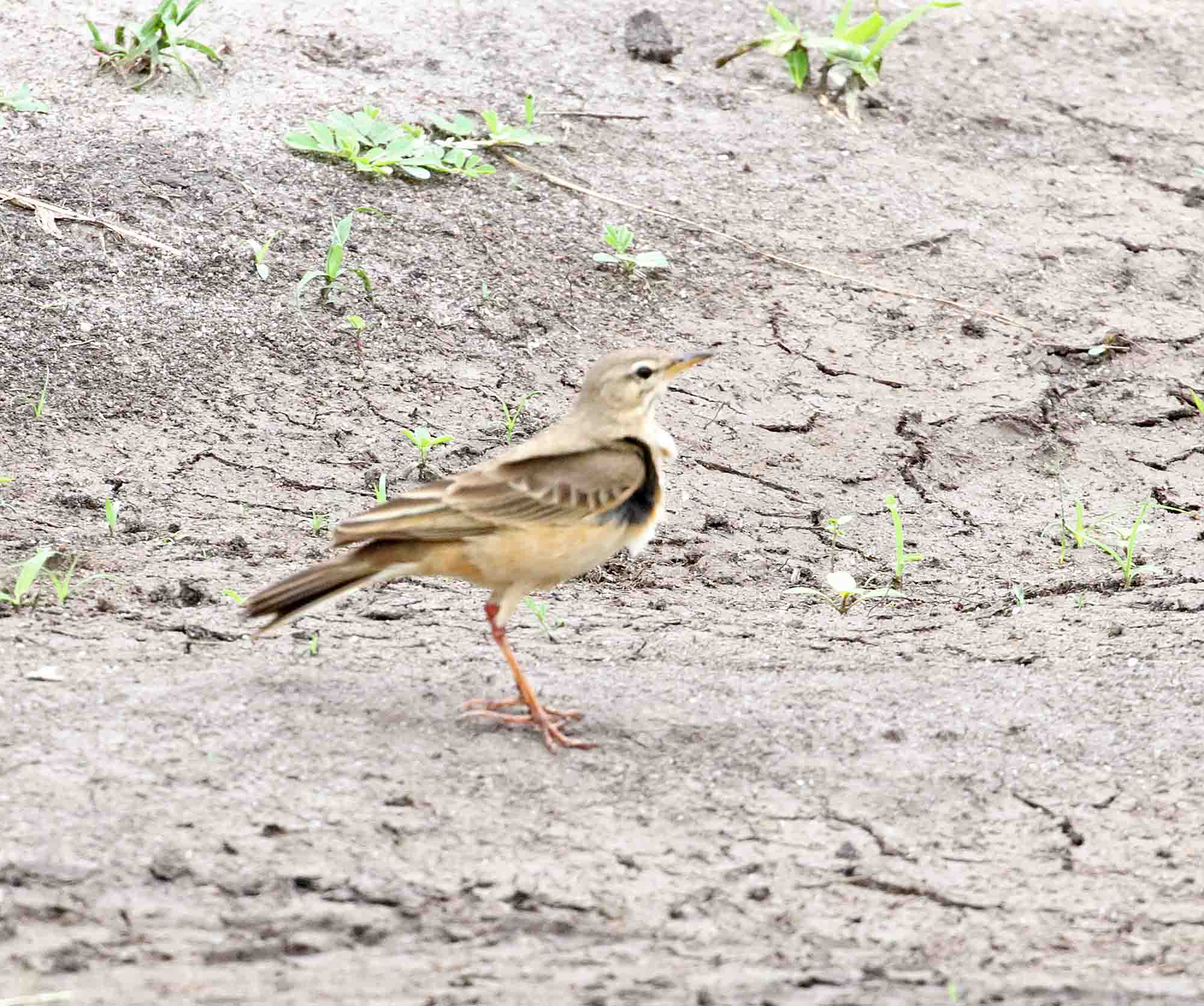 Plain-backed Pipit_5173.jpg