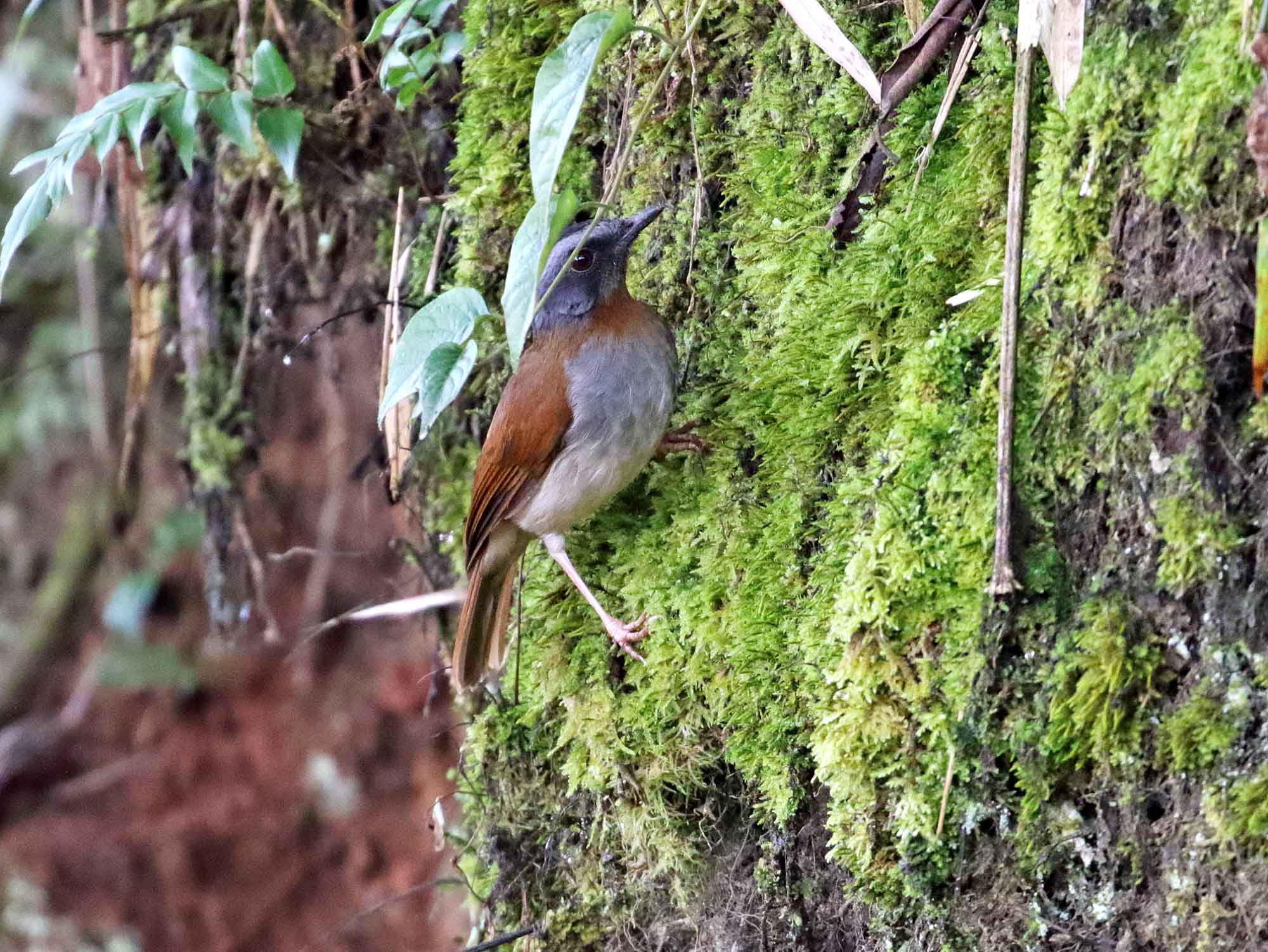 Red-throated Alethe_3702.jpg