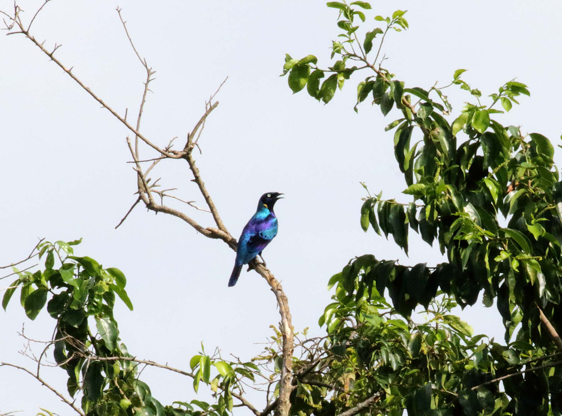 Splendid Starling_4152.jpg