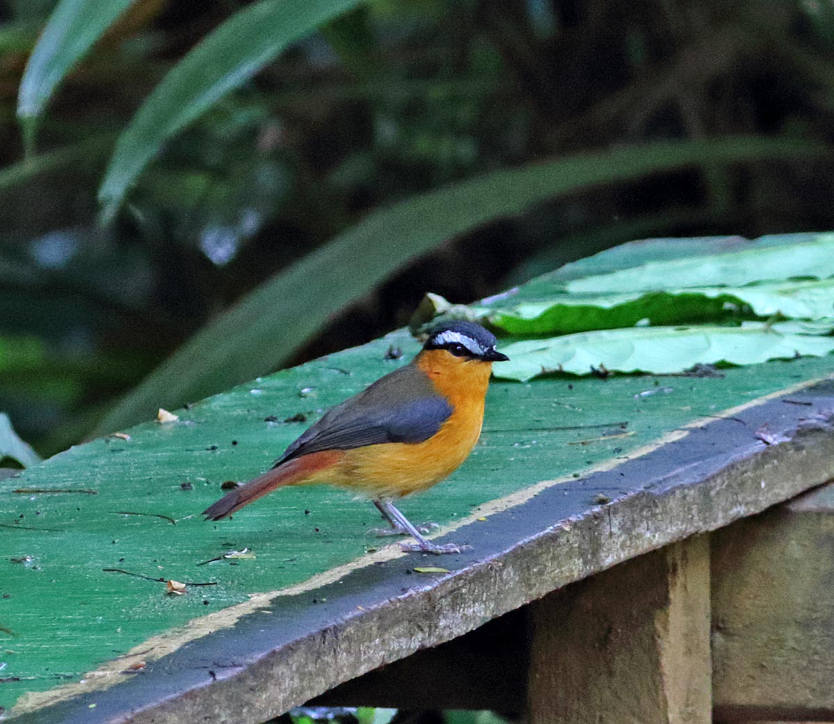 White-browed Robin-Chat_4110.jpg