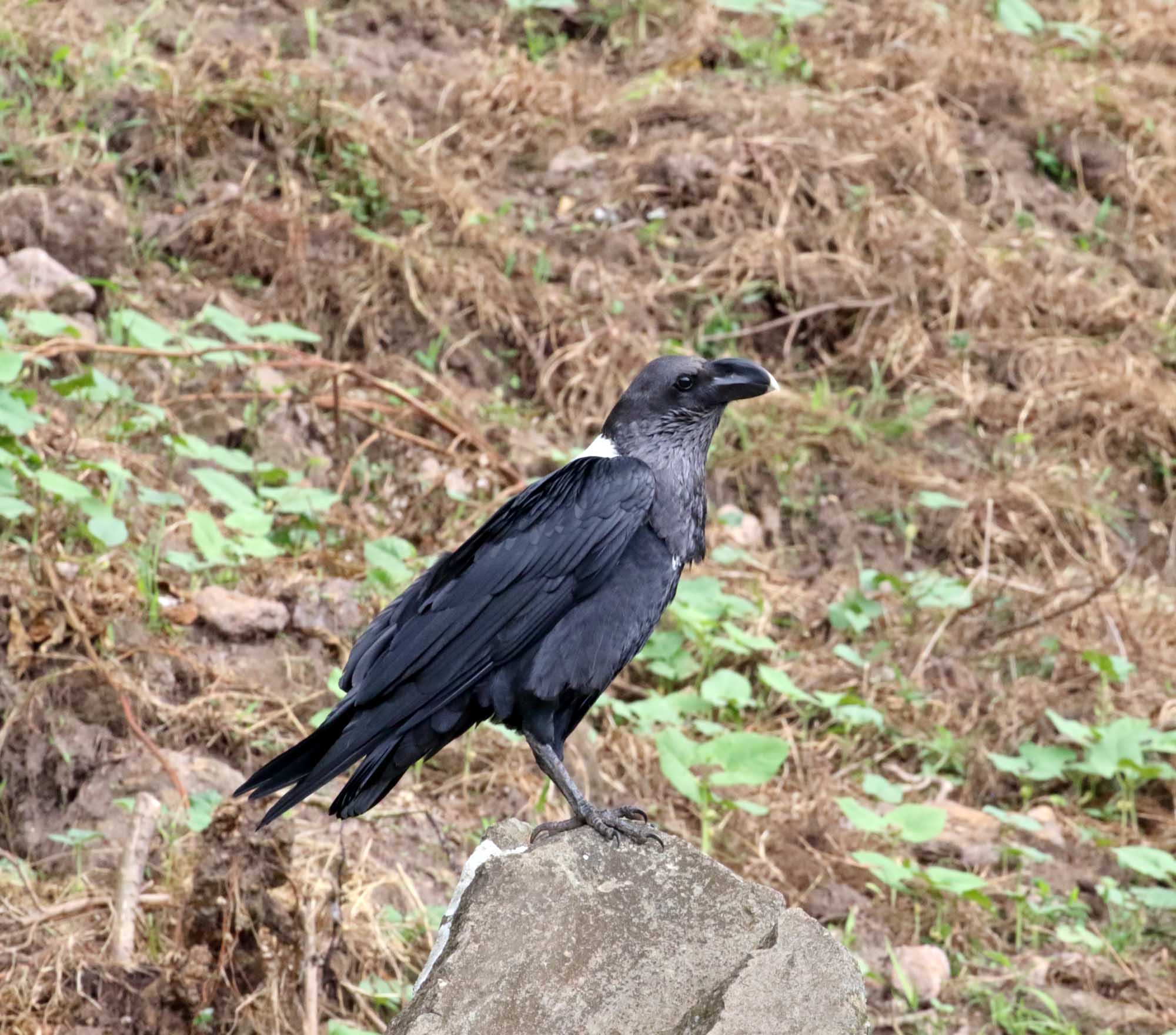 White-necked Raven_3851.jpg