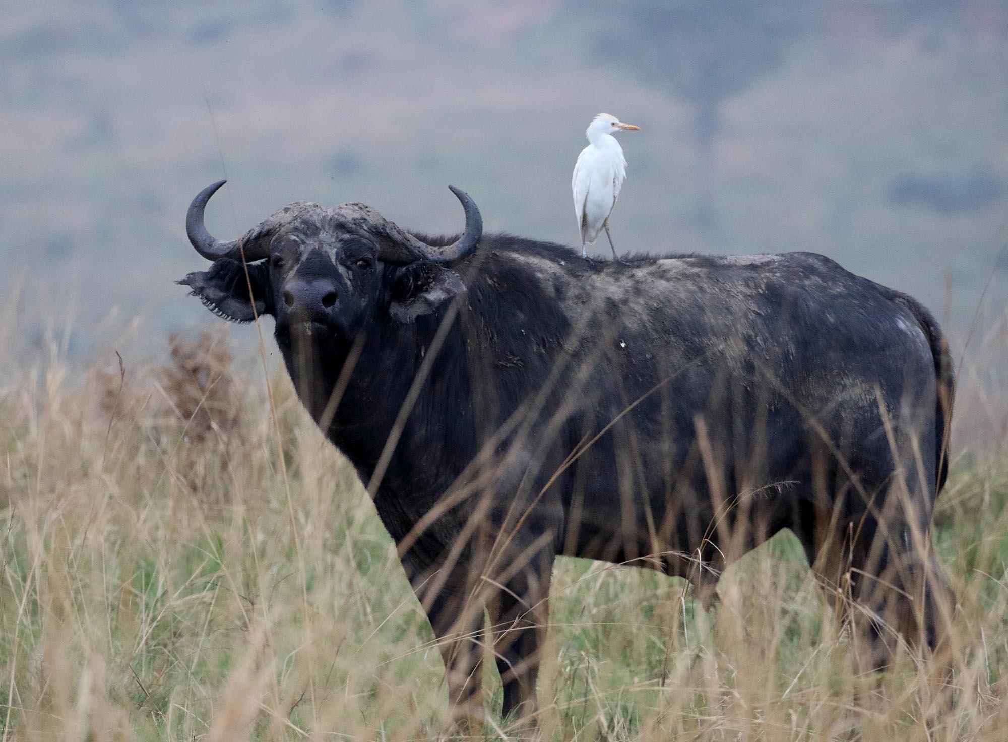 African Buffalo_5953.jpg