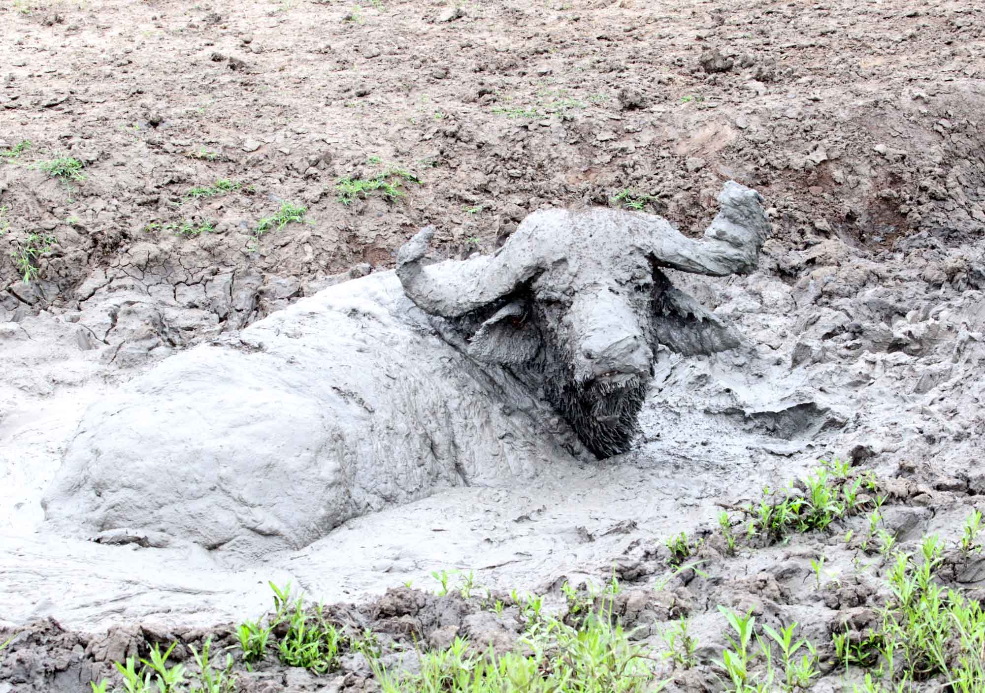 African Buffalo_5350.jpg