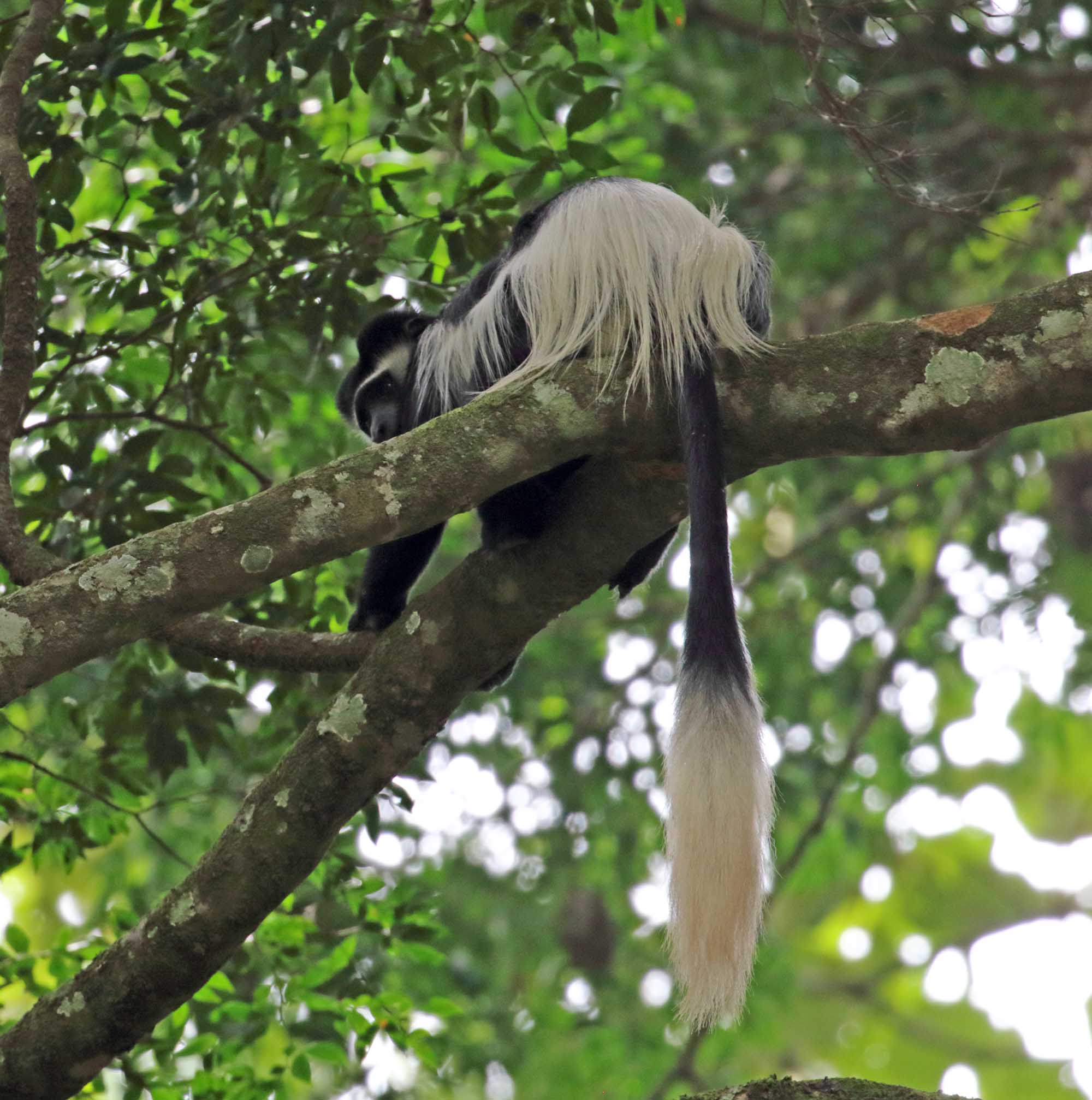 Eastern Black-and-white Colobus_4816.jpg