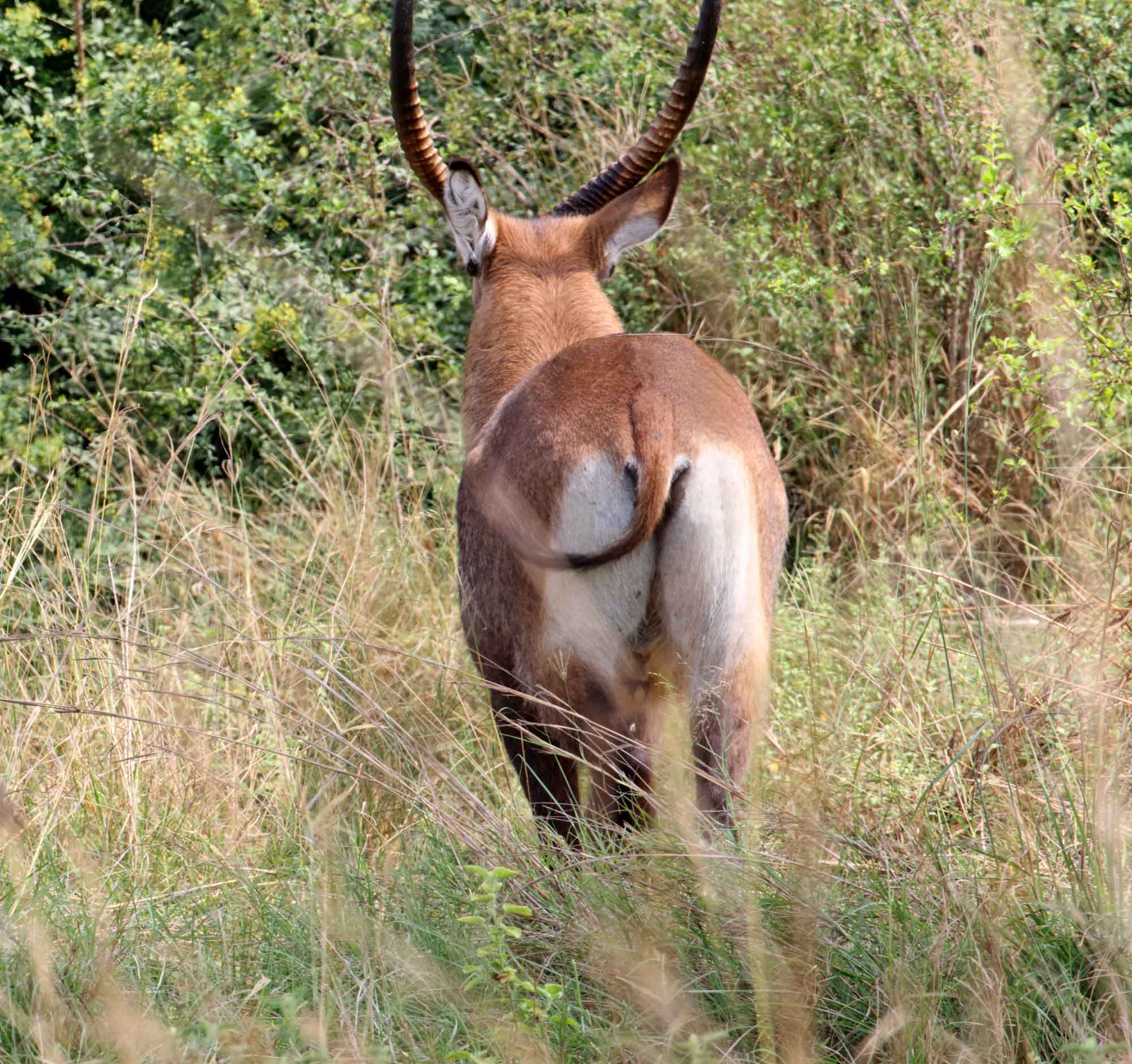 Waterbuck - male_6945.jpg