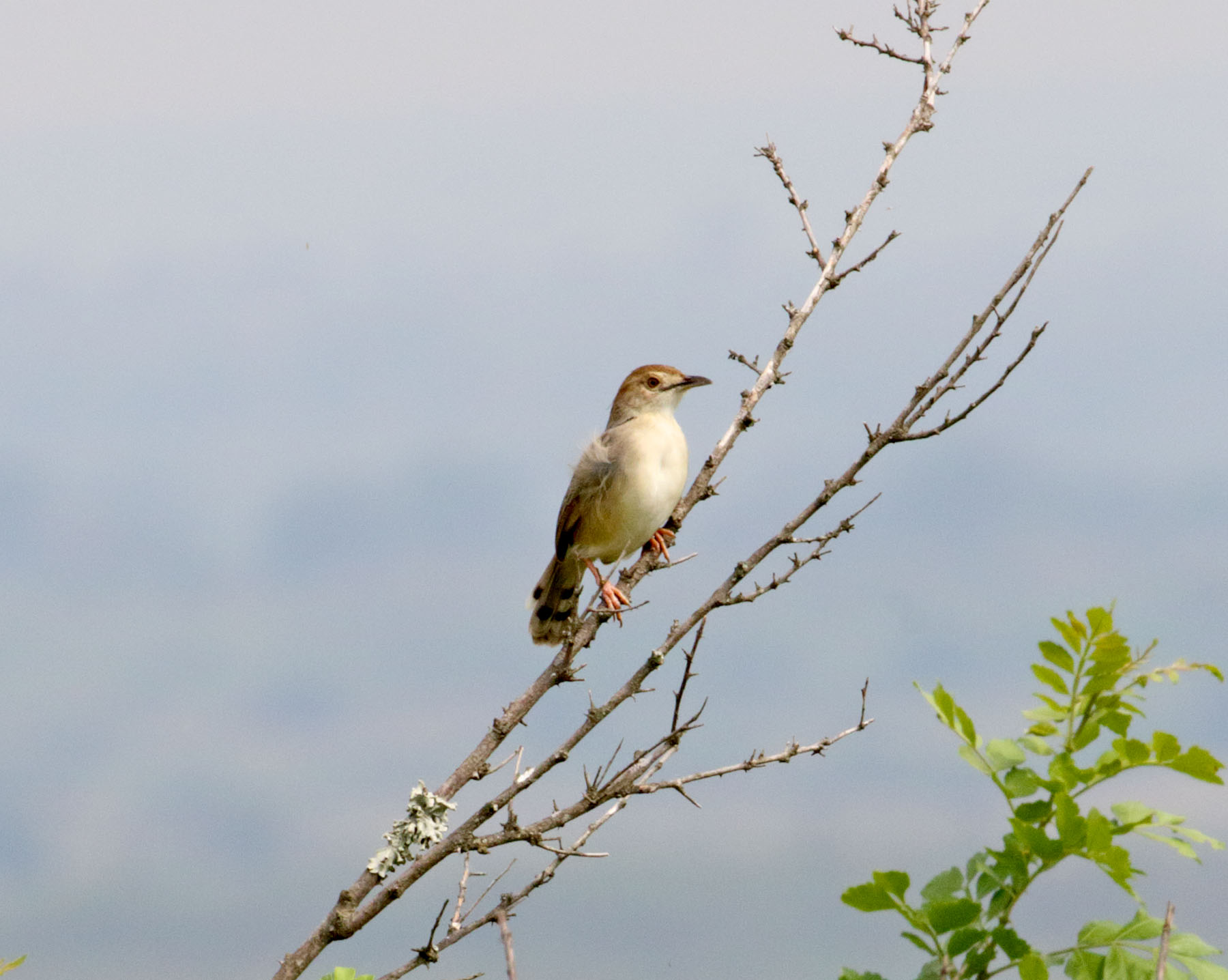 Croaking Cisticola_6898.jpg