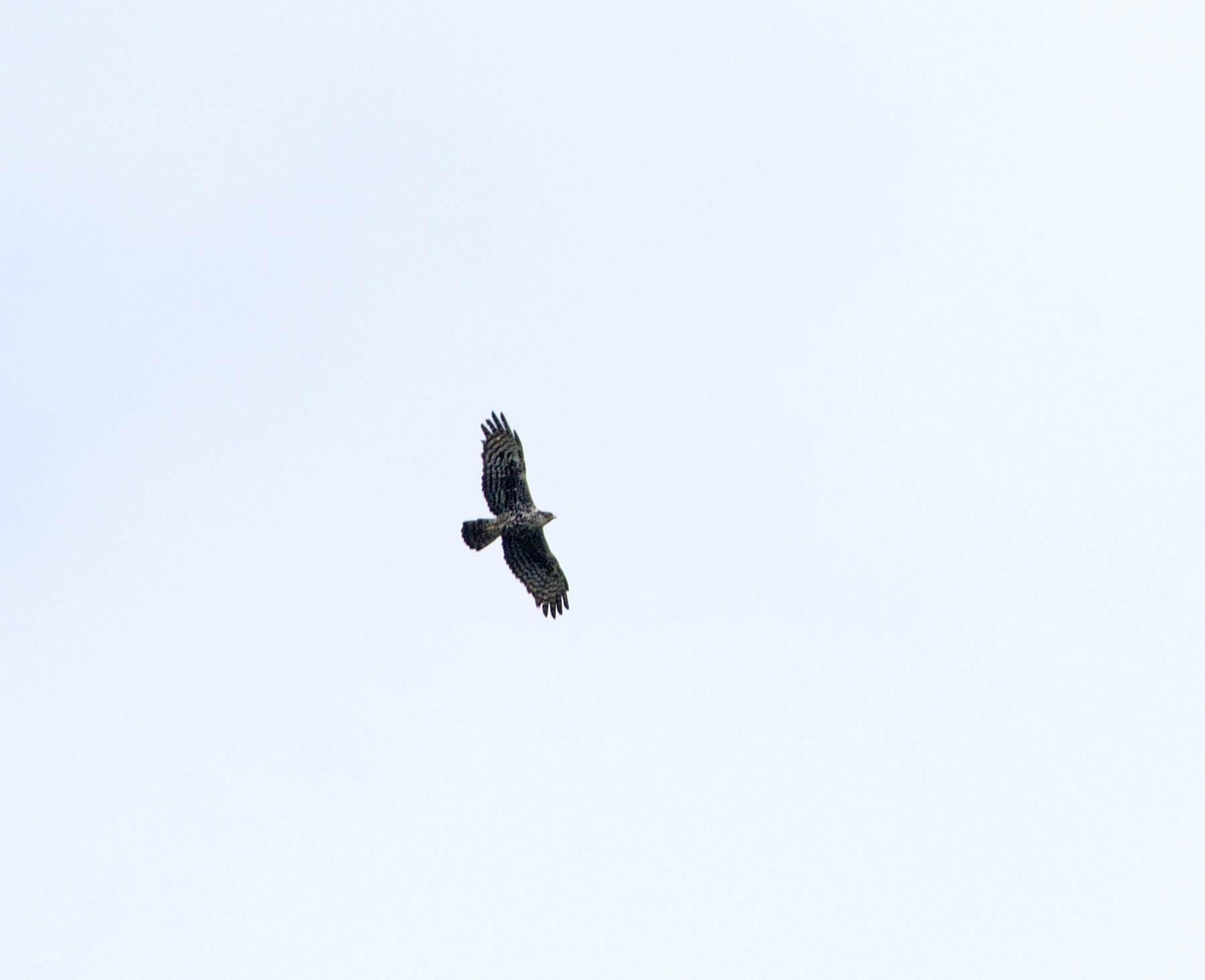 Ayres Hawk-Eagle_0152.jpg
