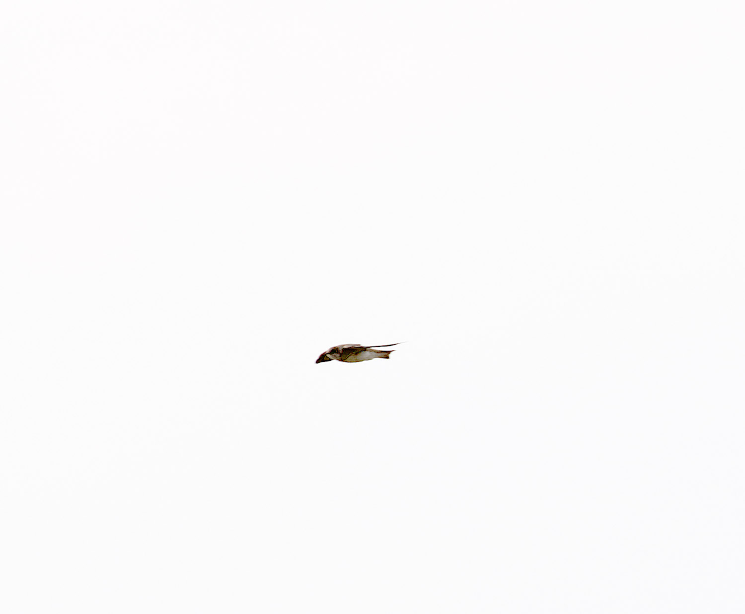 Banded Martin_0472.jpg