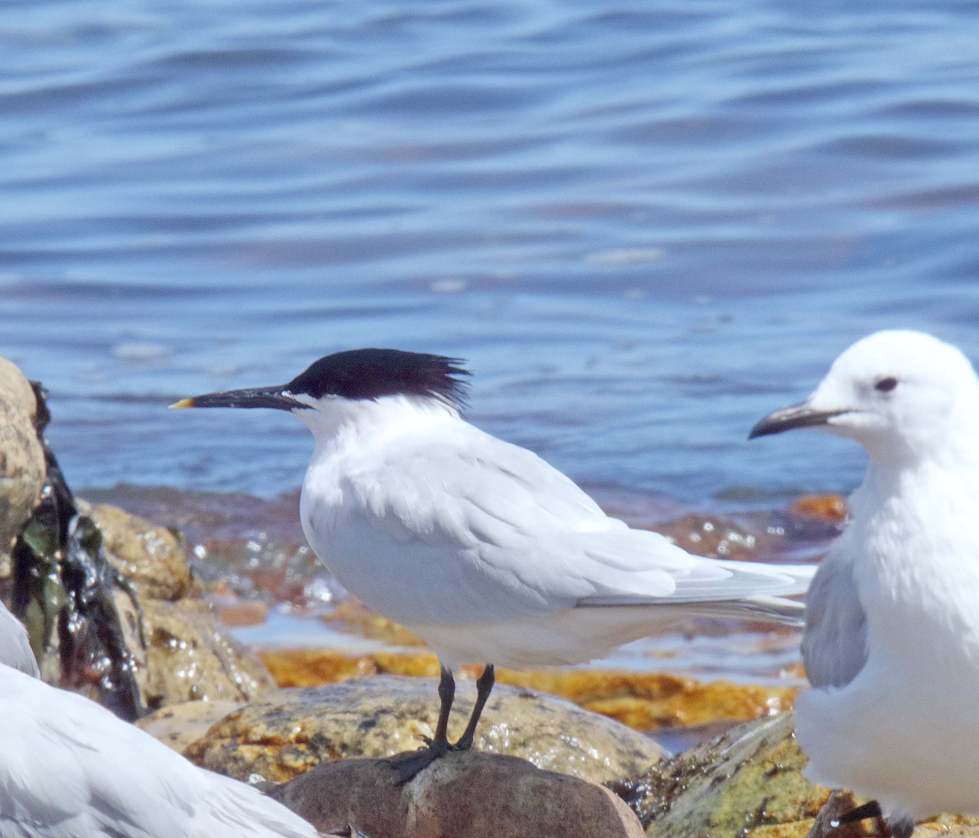 Sandwich Tern breeding_9931.jpg