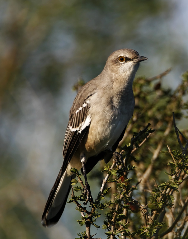 Mississippi - Northern Mockingbird_5979.jpg