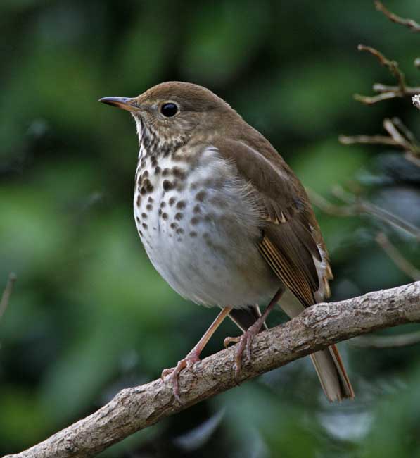 Vermont - Hermit Thrush_3891.jpg