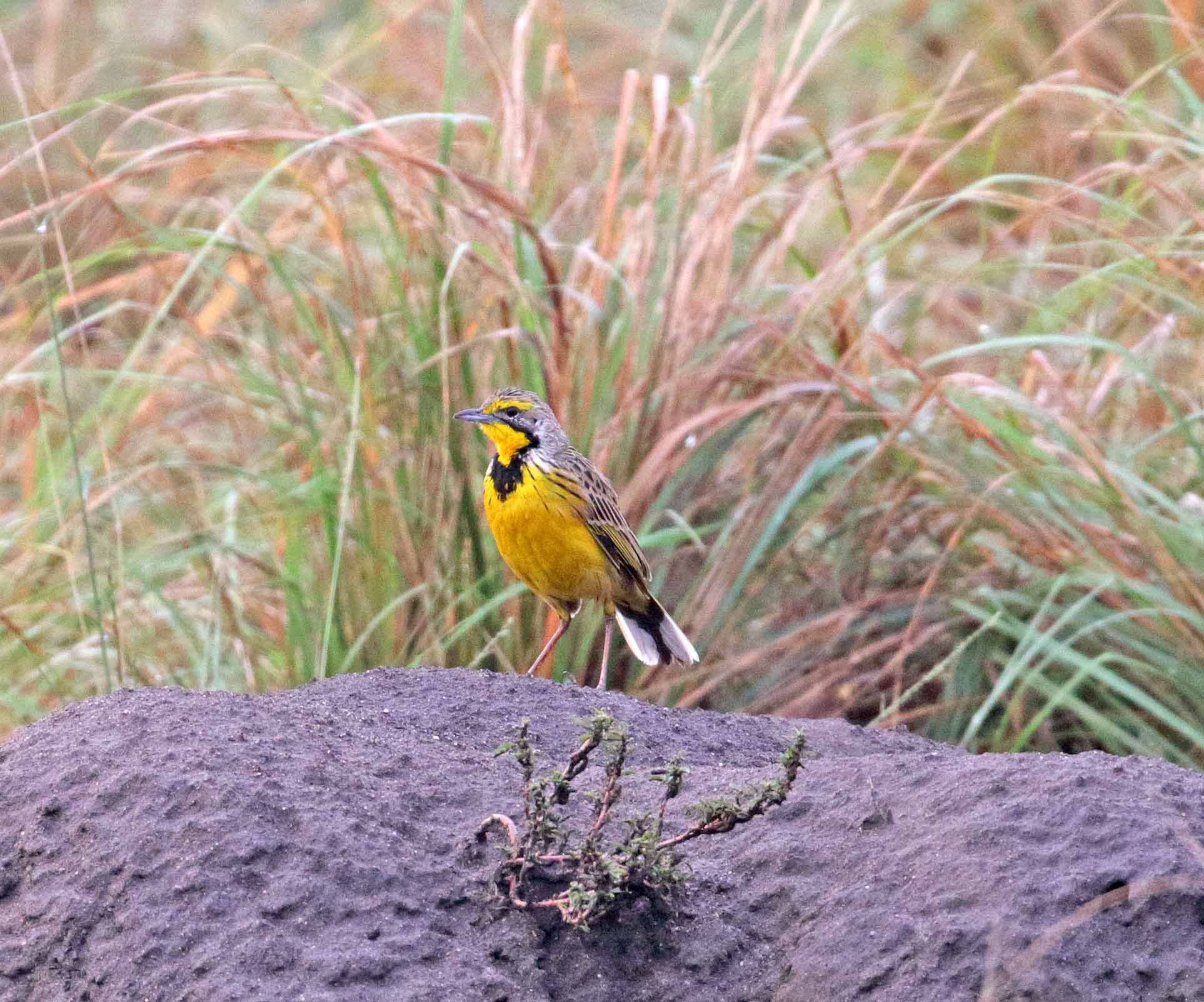 Yellow-throated Longclaw_0655.jpg