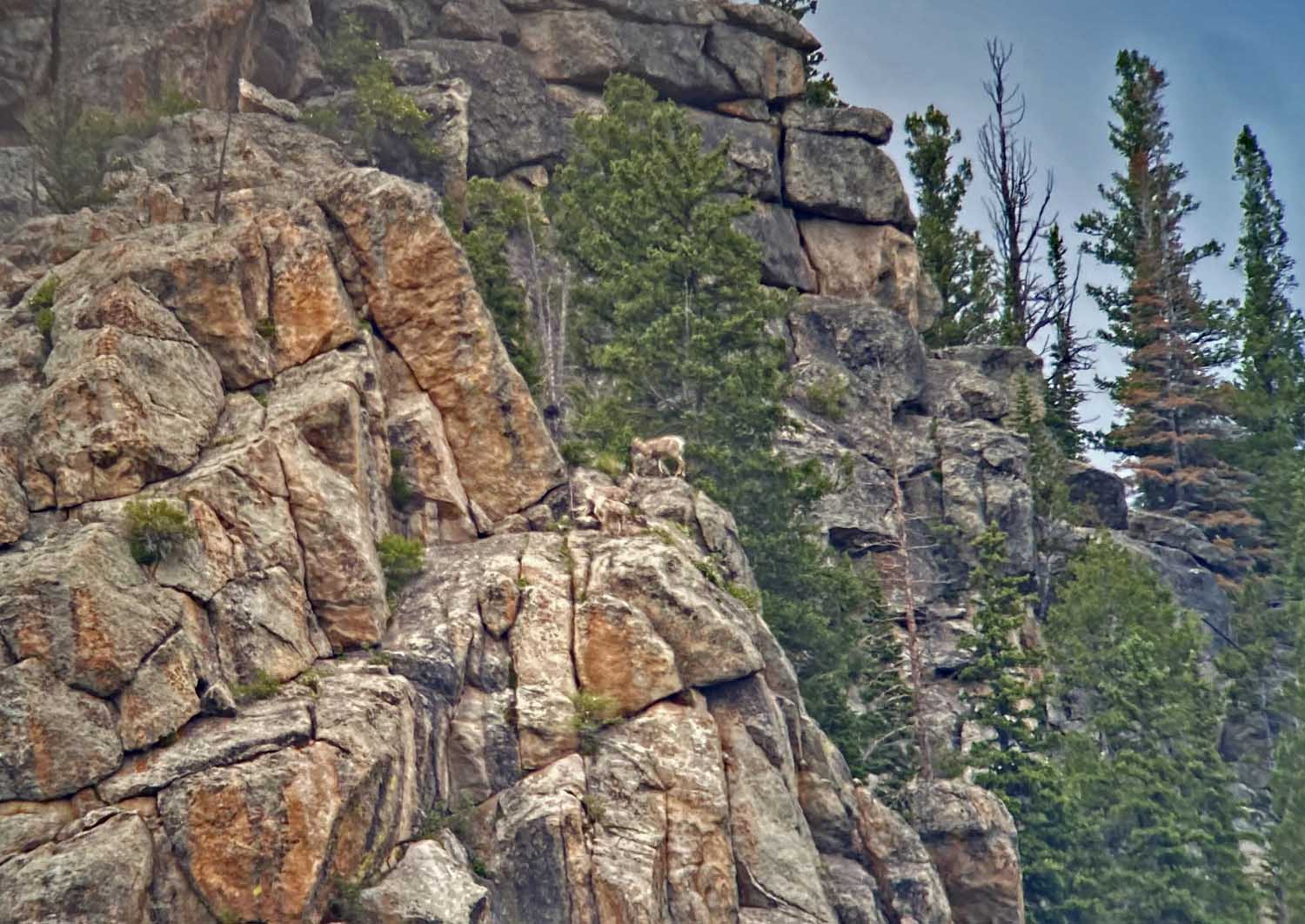 Bighorn Sheep_1099.jpg