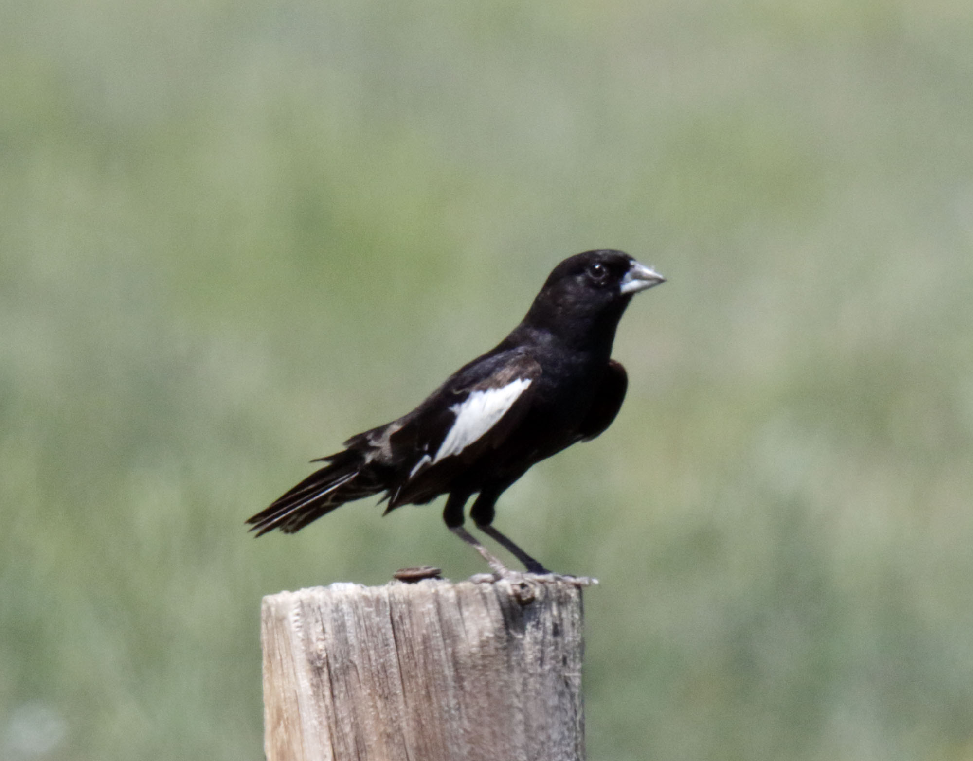 Lark Bunting - male breeding_7373.jpg