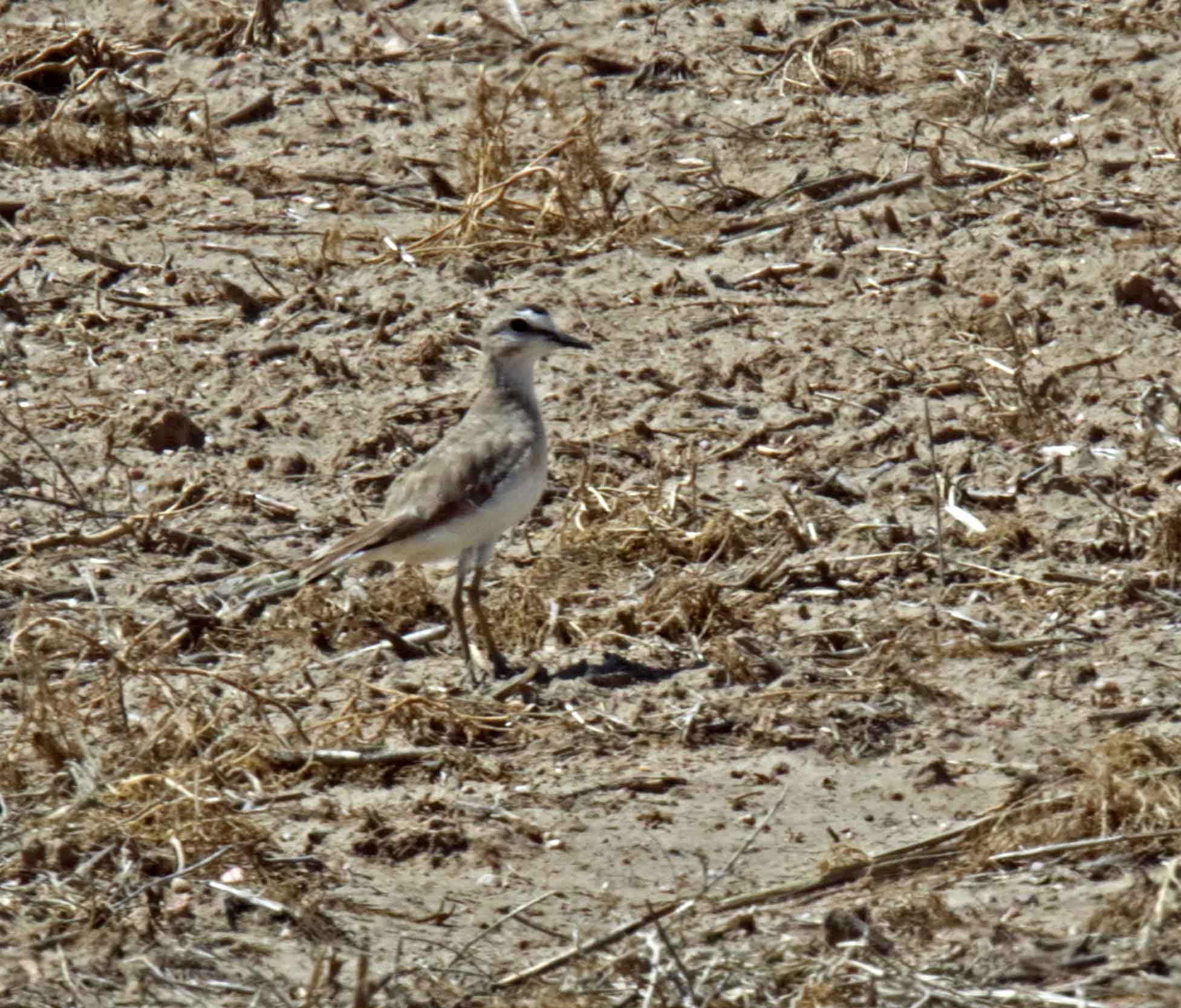 Mountain Plover - breeding_7370.jpg
