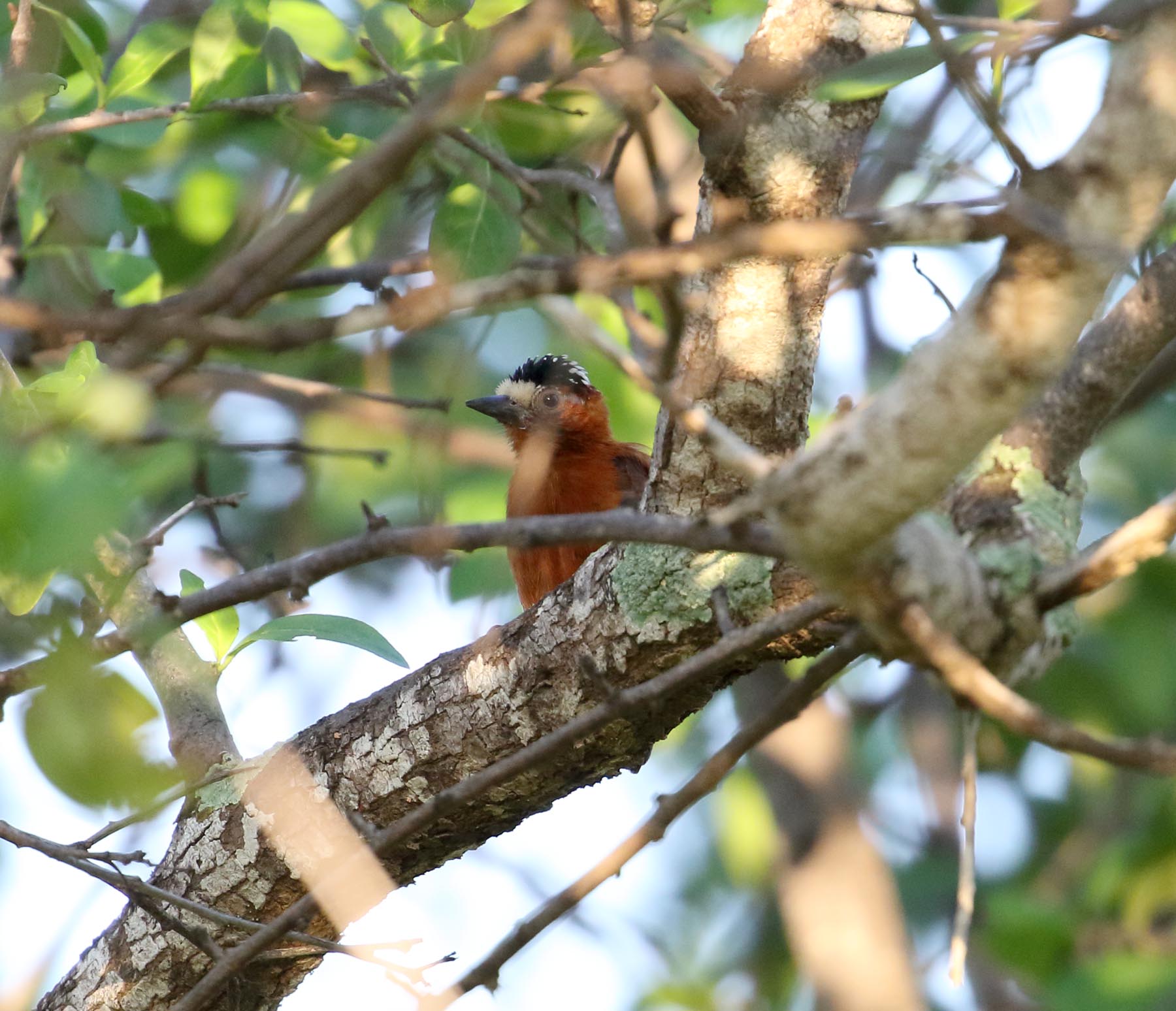 Chestnut Piculet_5502.jpg