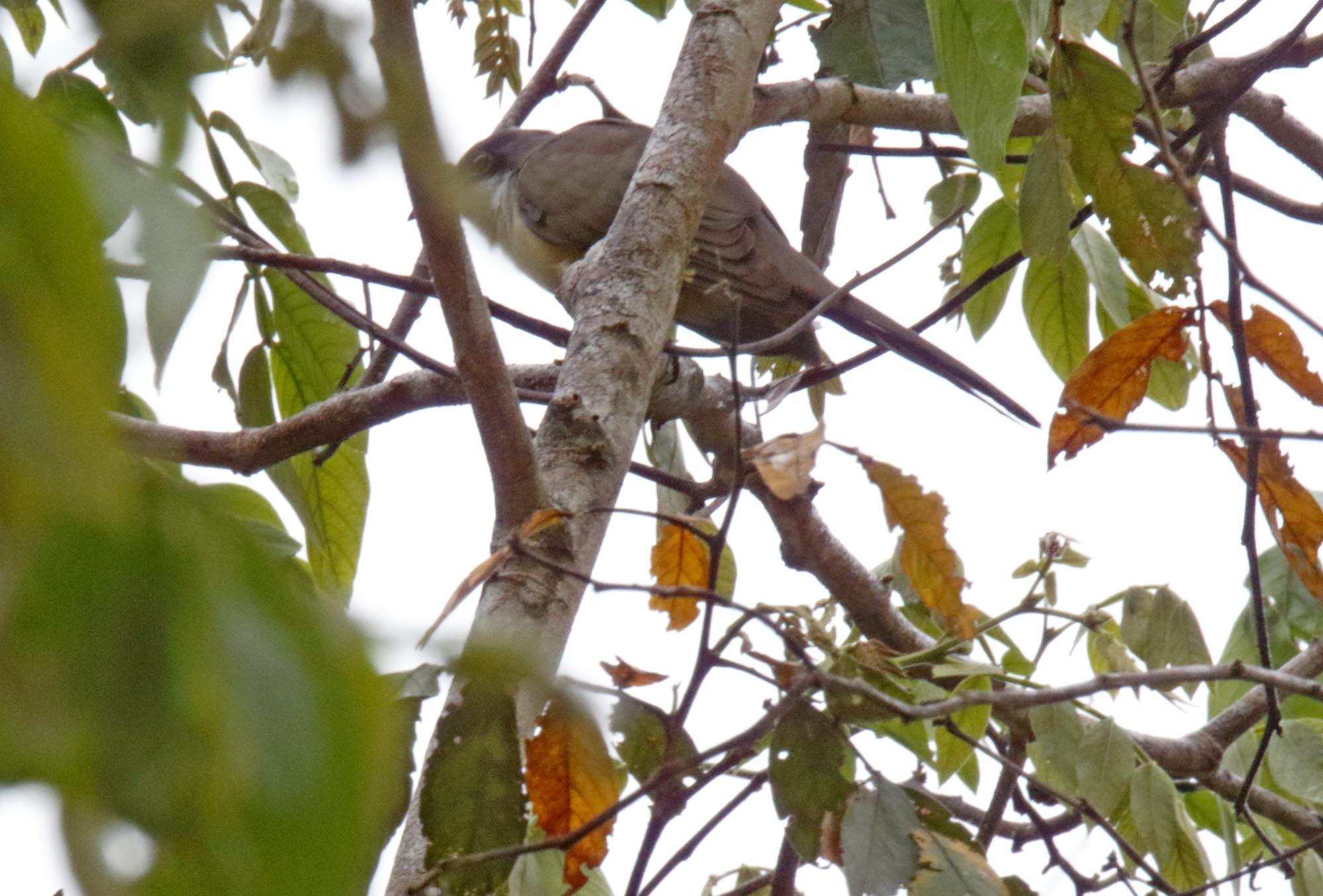 Dark-billed Cuckoo_9427.jpg