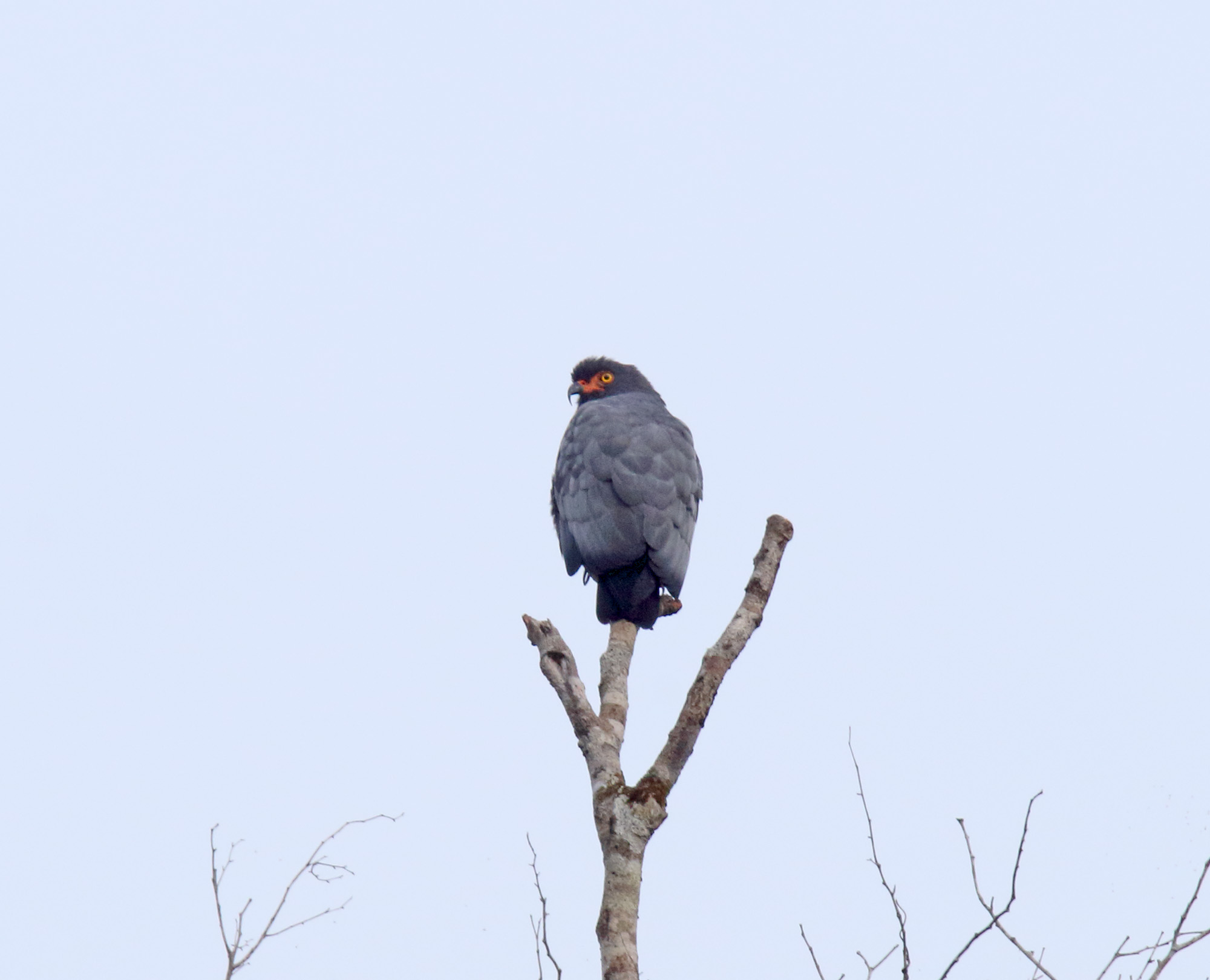 Slate-colored Hawk_0589.jpg