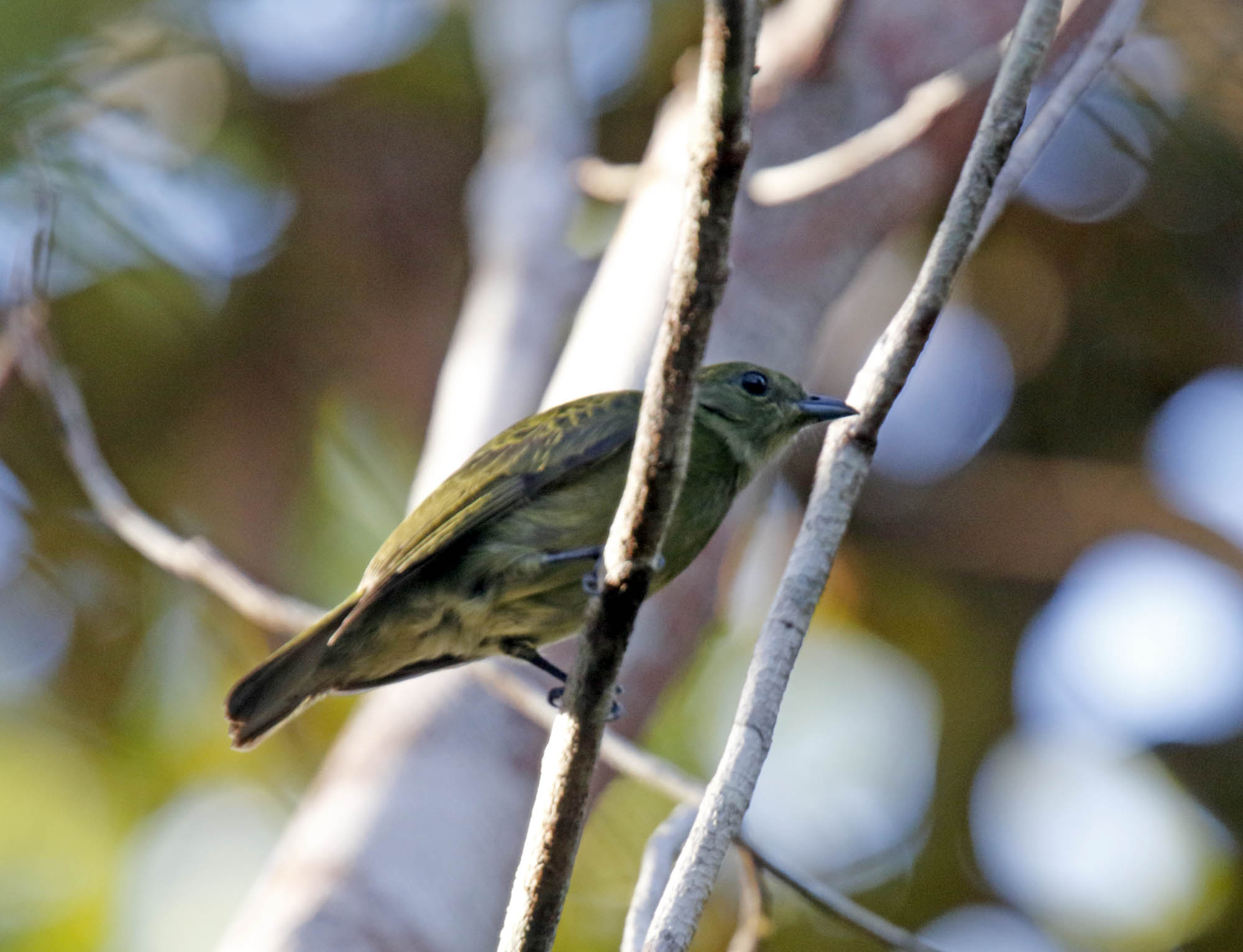Black Manakin - female_0102.jpg