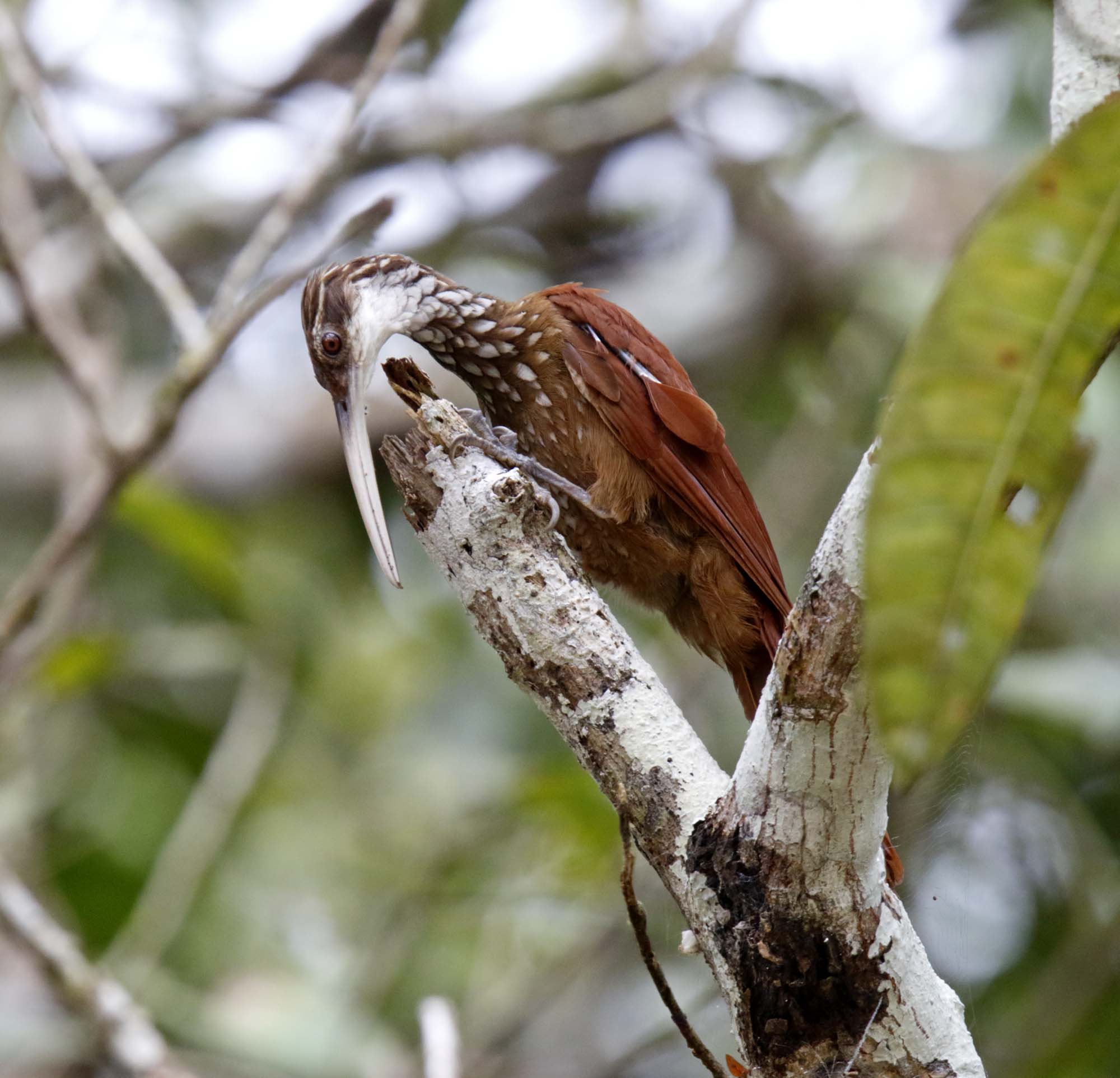 Long-billed Woodcreeper_9520.jpg