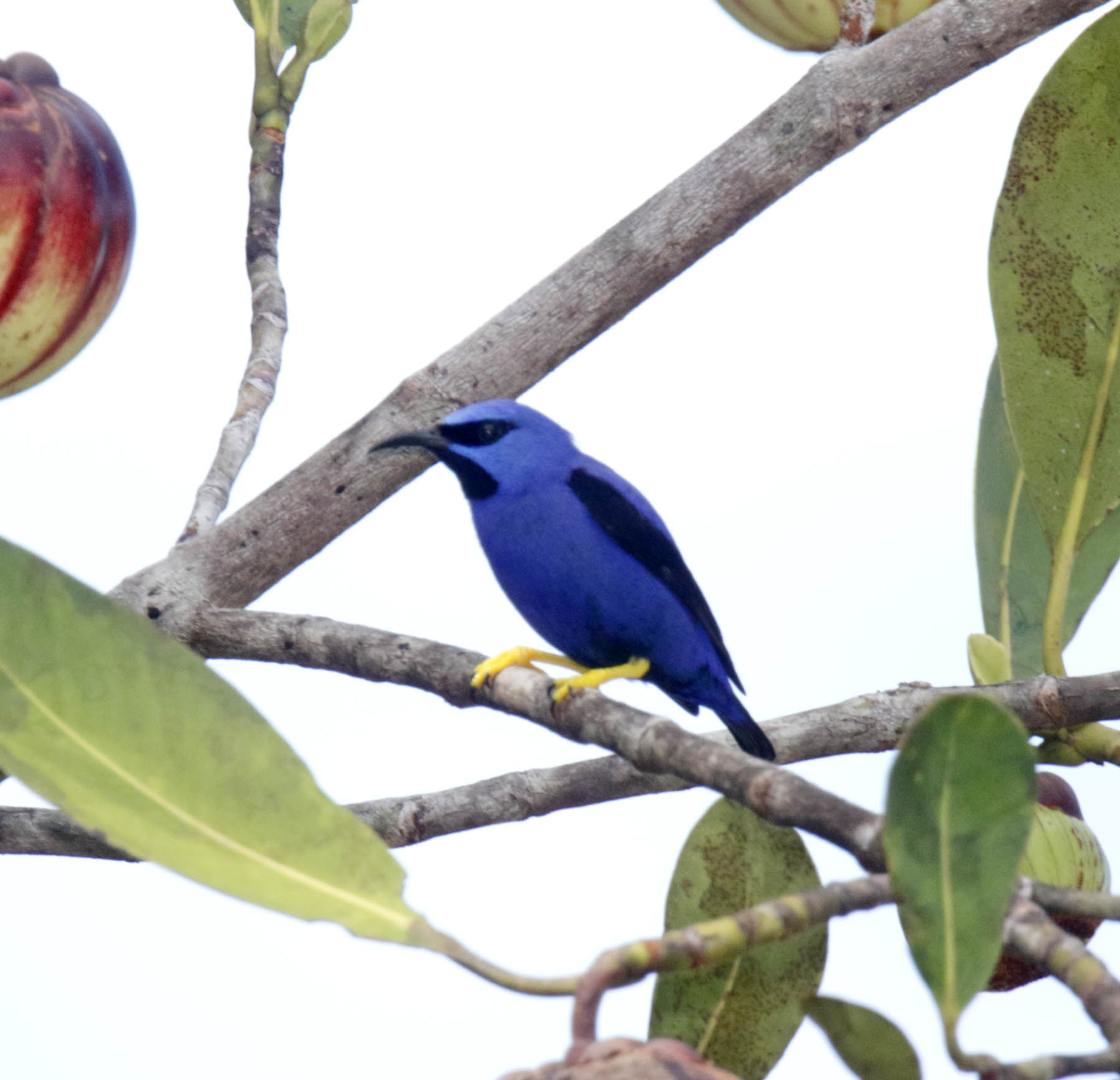 Purple Honeycreeper - male_0283.jpg