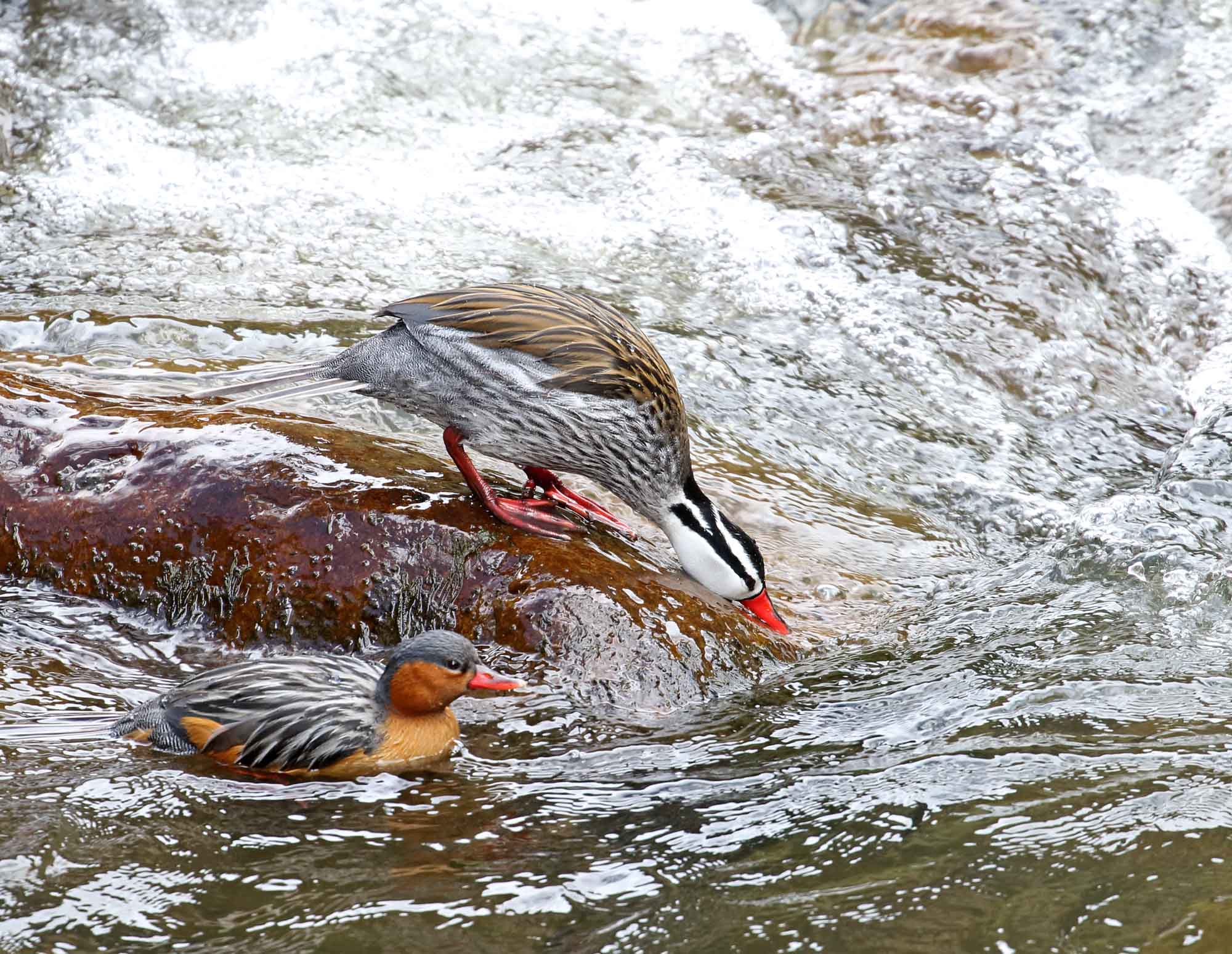 Torrent Duck - pair_6853.jpg