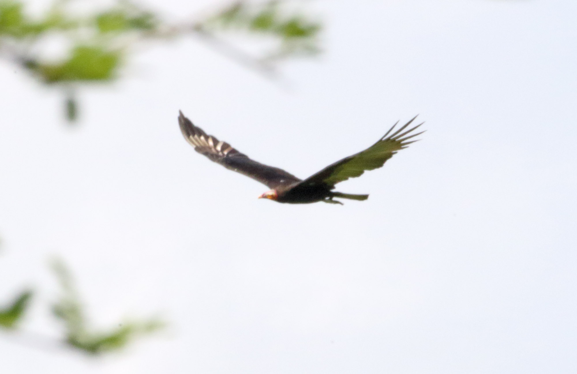 Lesser Yellow-headed Vulture_5931.jpg