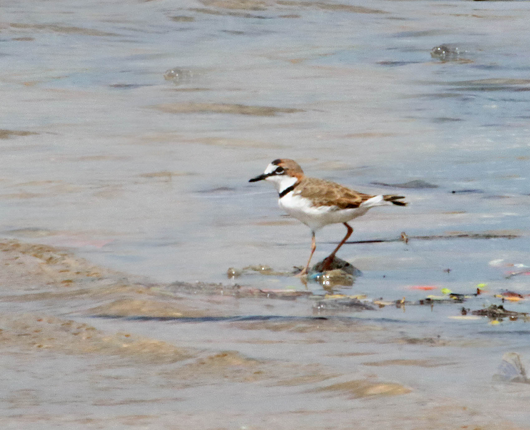 Collared Plover_6323.jpg