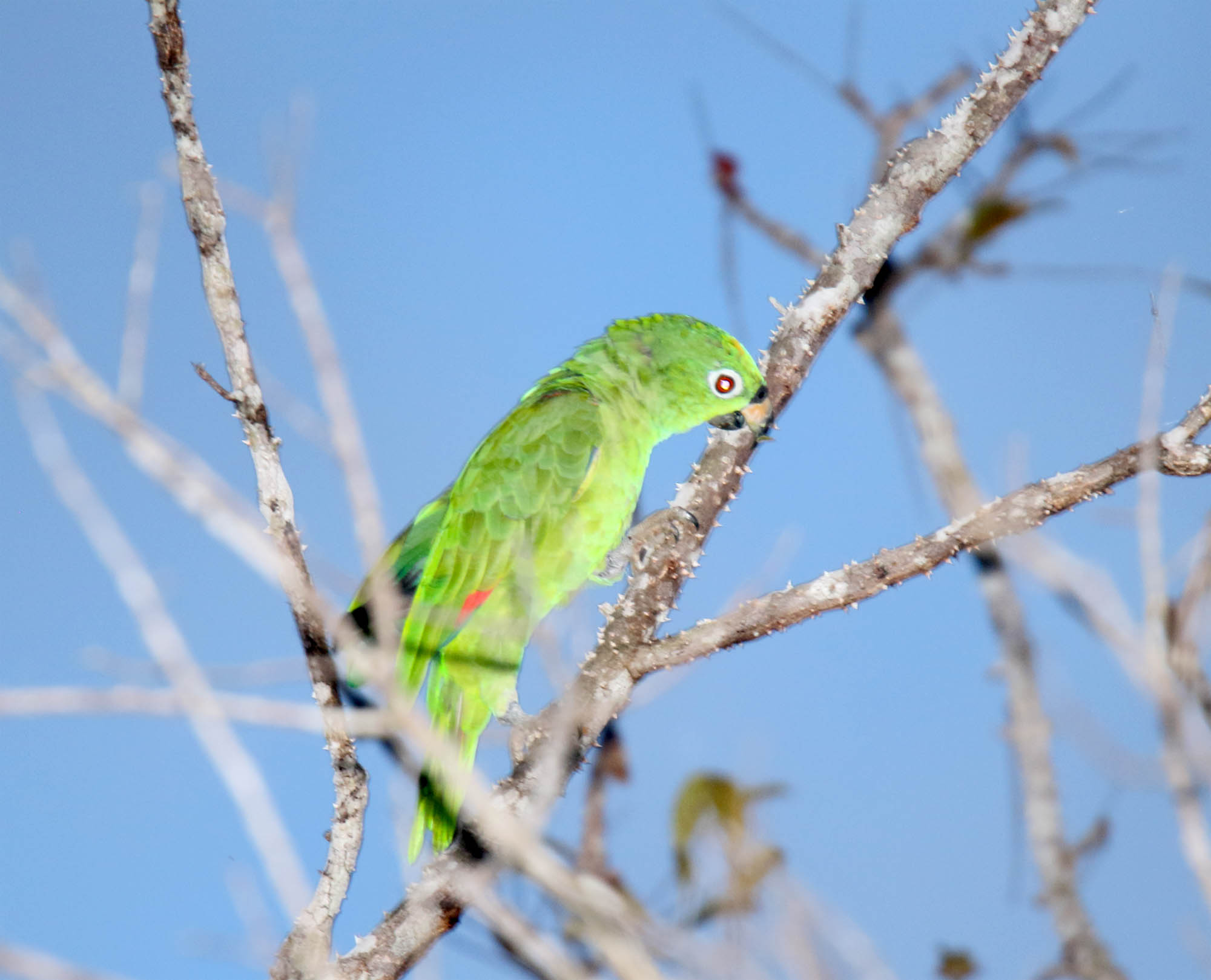 Orange-winged Amazon_0465.jpg