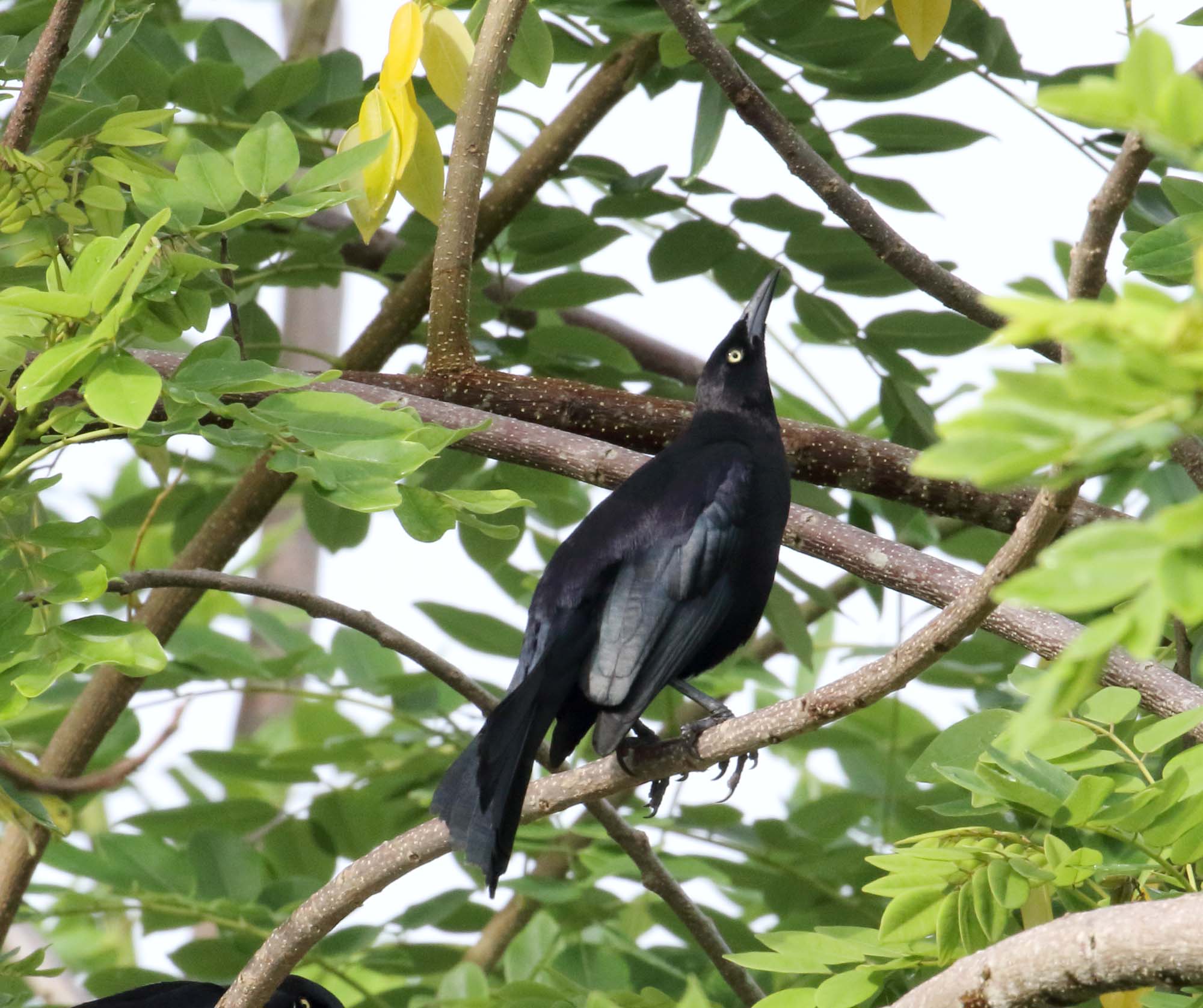 Carib Grackle - male_4834.jpg