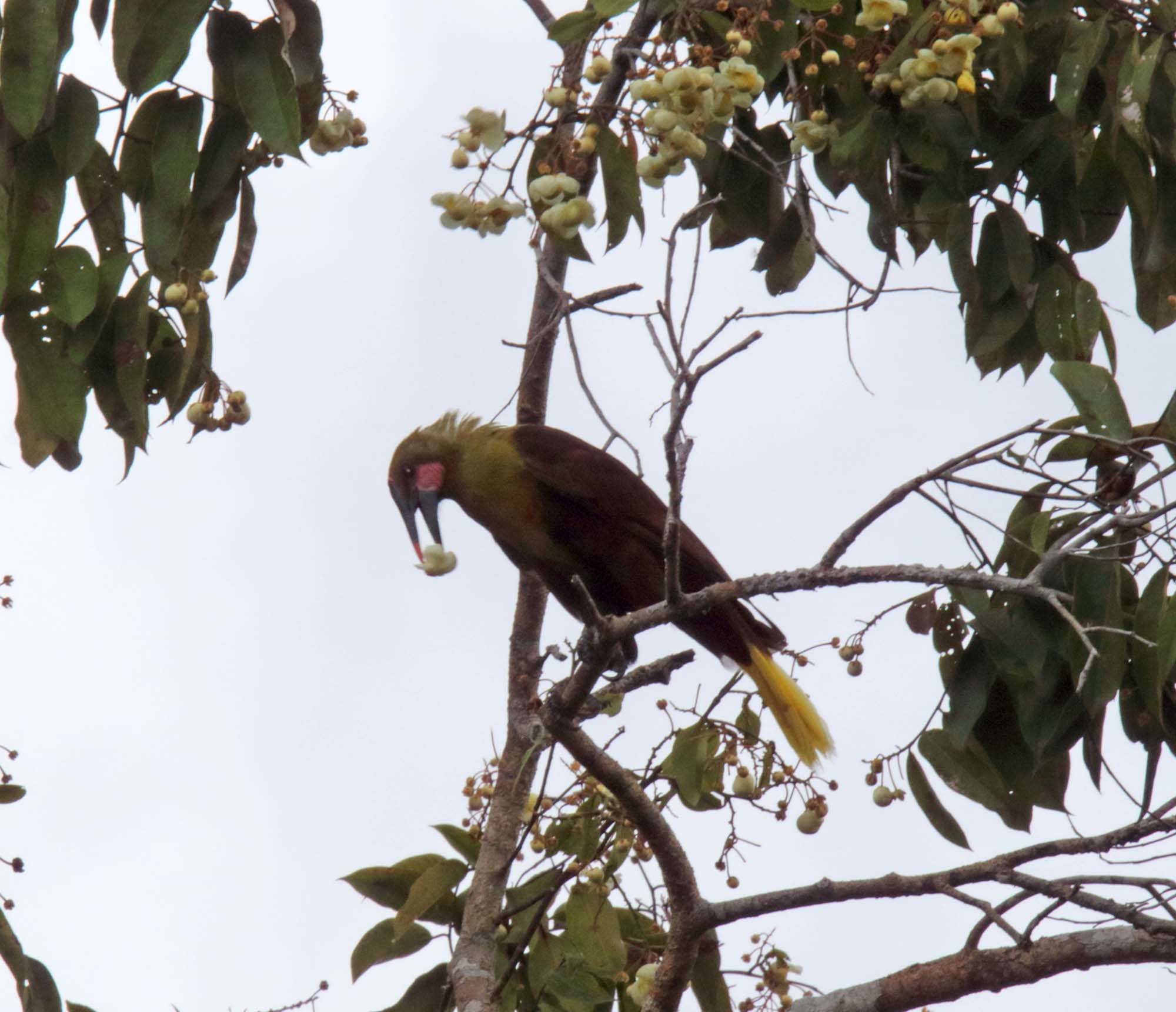 Olive Oropendola_9077.jpg