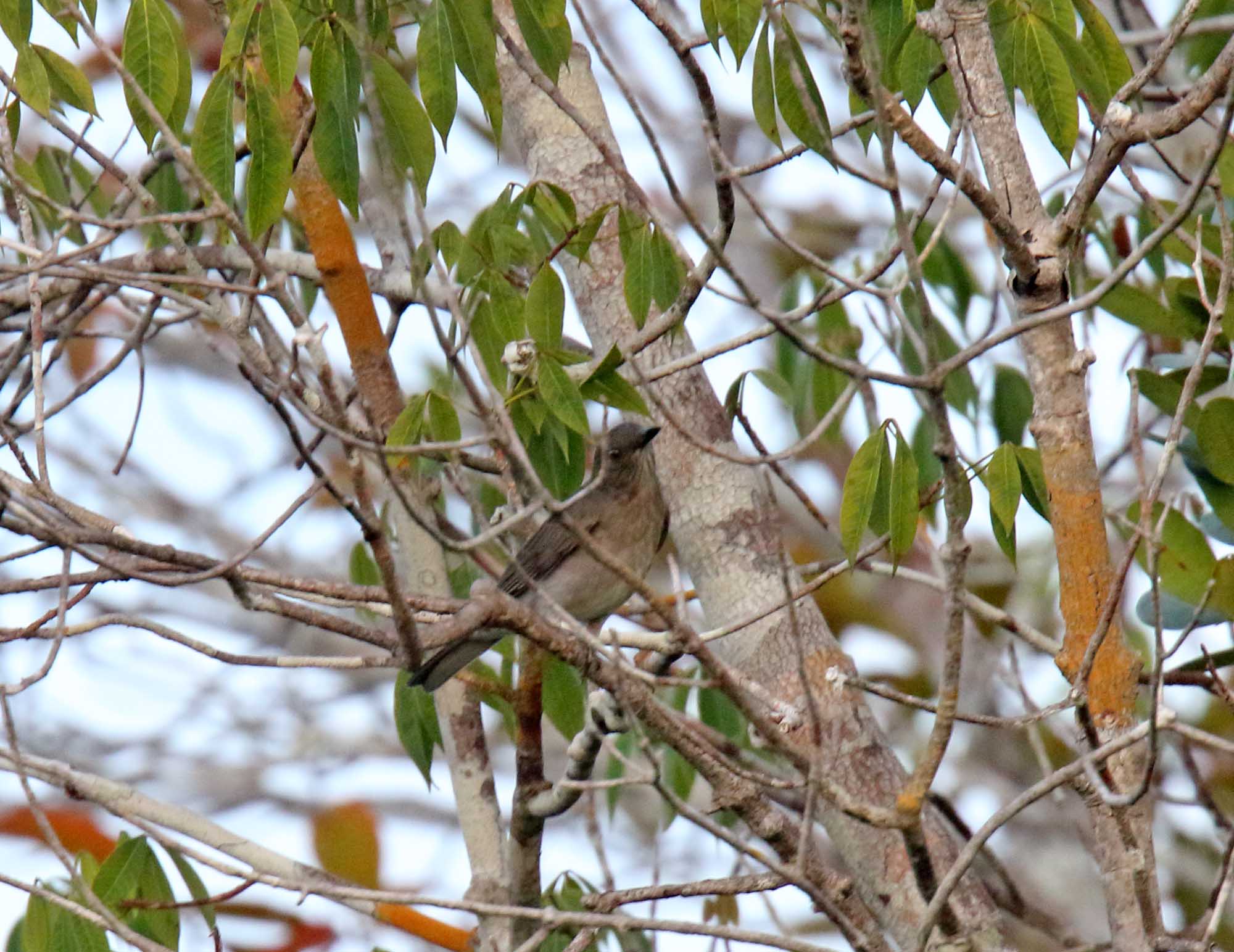 Campina Thrush_0154.jpg