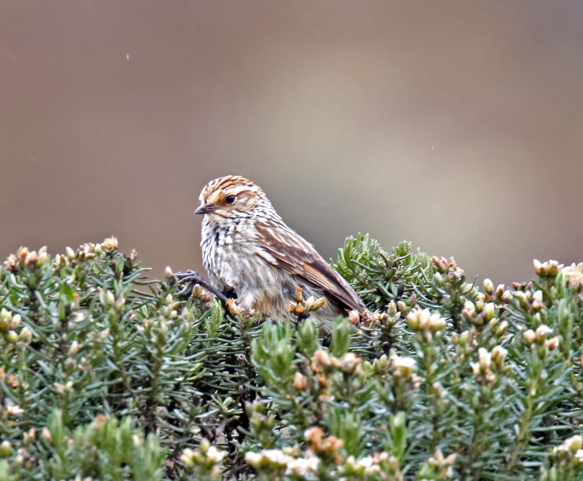 Andean Tit-Spinetail_2752.jpg