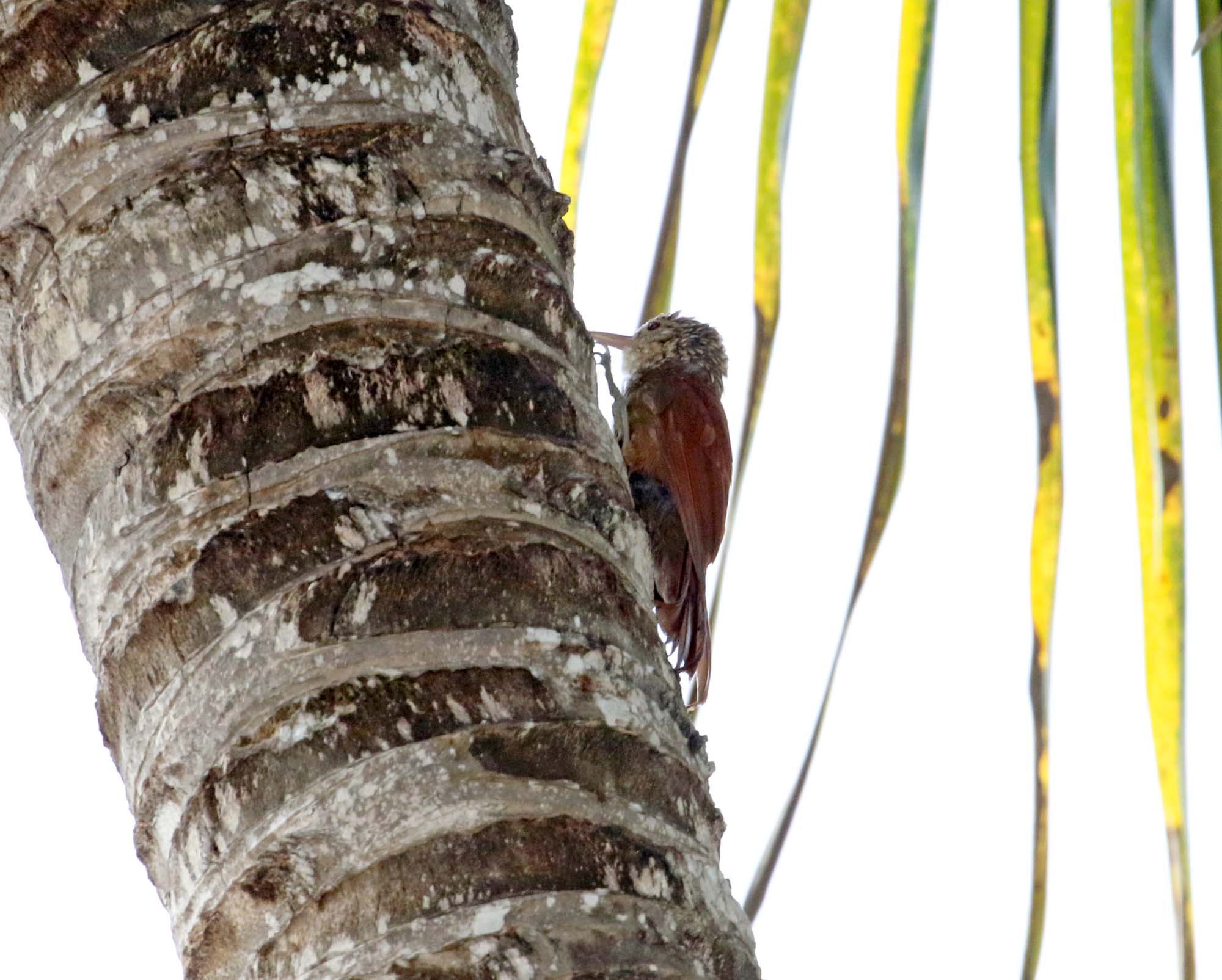 Straight-billed Woodcreeper_4852.jpg