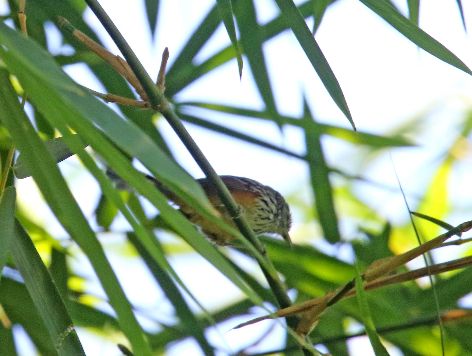 Santa Marta Antbird_2938.jpg