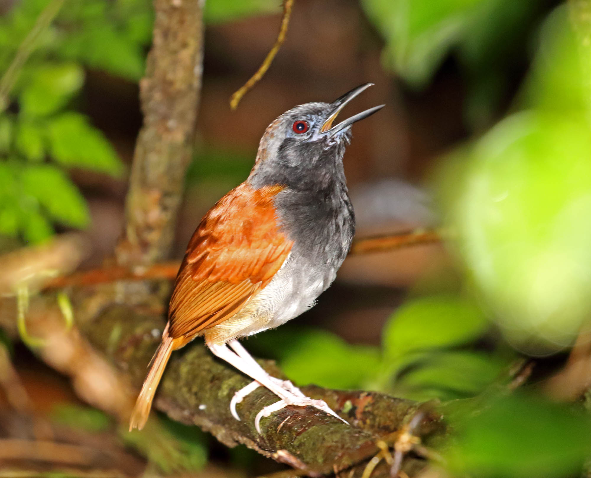 White-bellied Antbird - male_4895.jpg