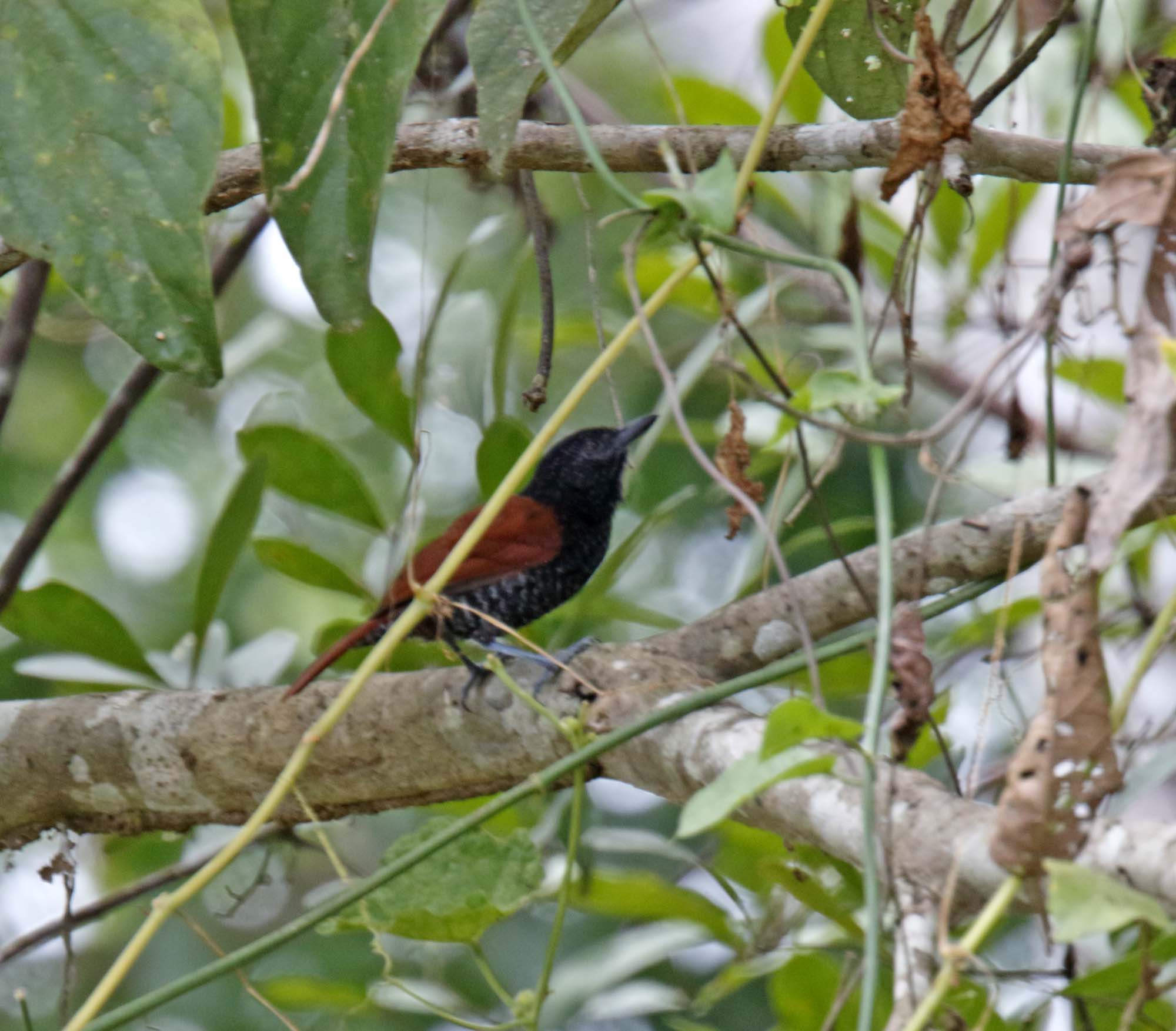 Inirida Antshrike_9905.jpg