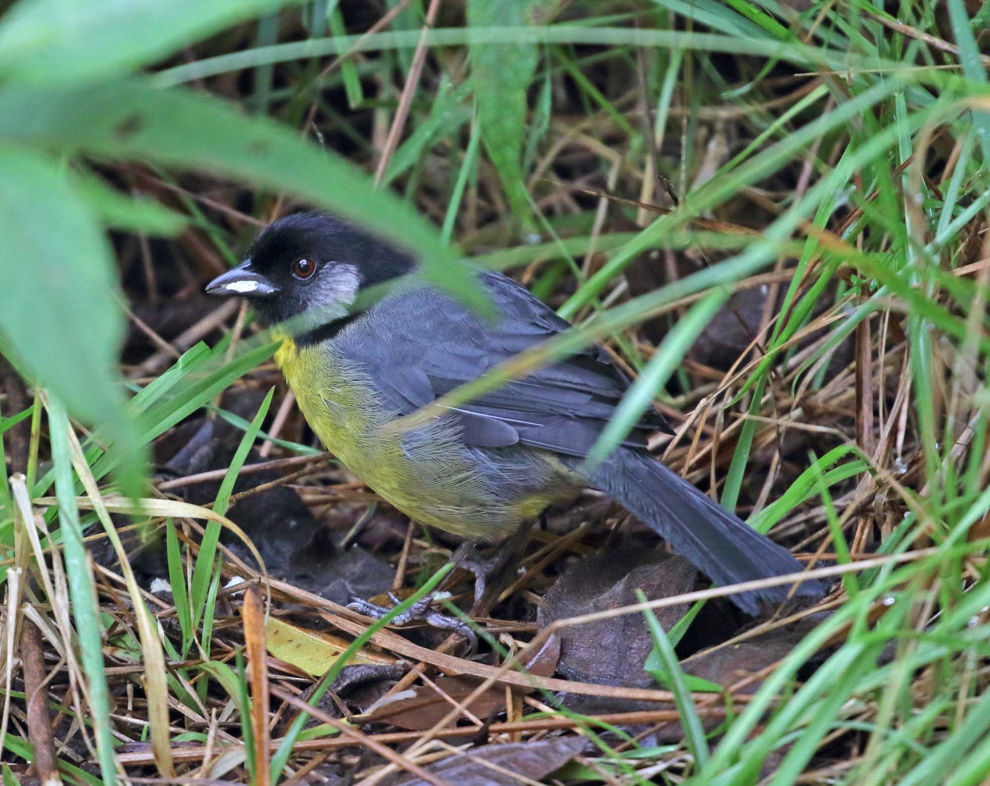 Santa Marta Brushfinch_3679.jpg